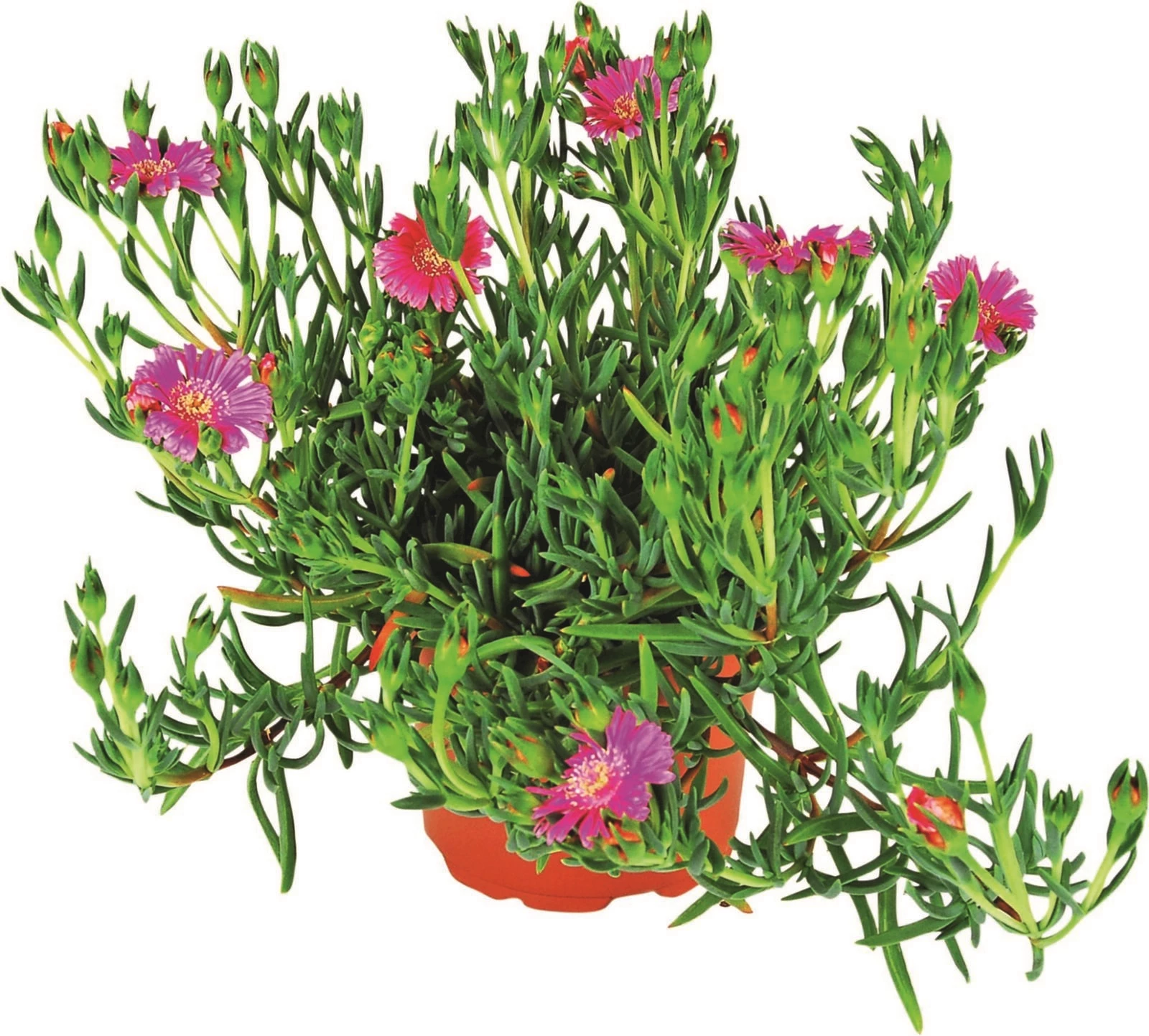 Mesembryanthemum P10.5 cm