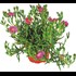 Mesembryanthemum P10.5 cm