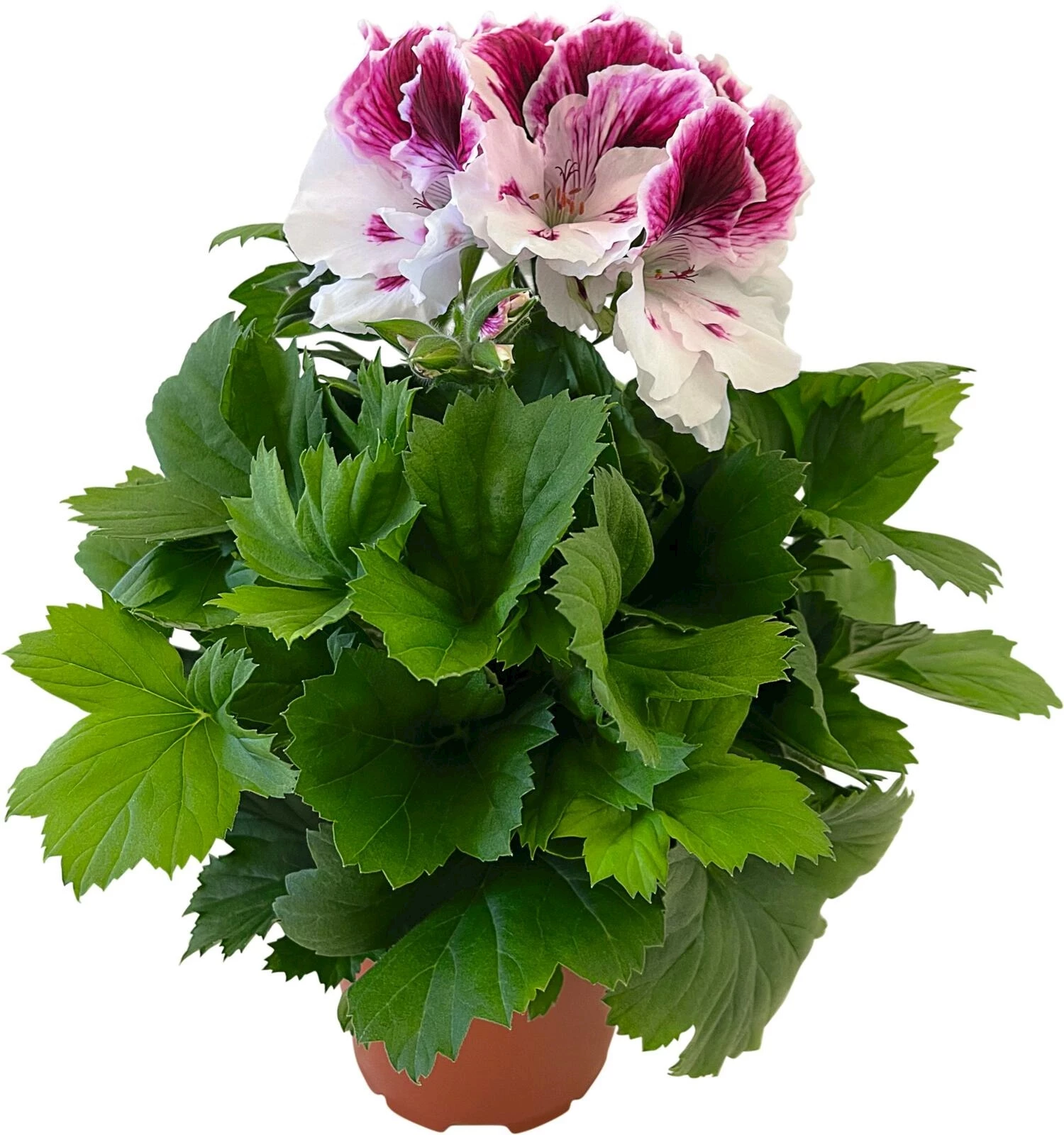 Pelargonium Grandiflorum P12 cm