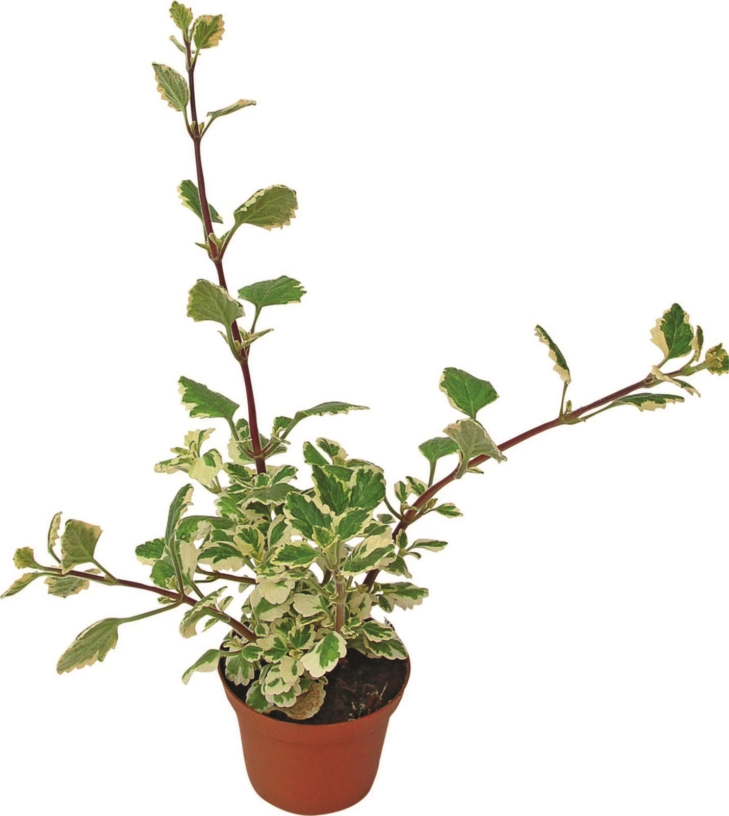 Plectranthus P10.5 cm