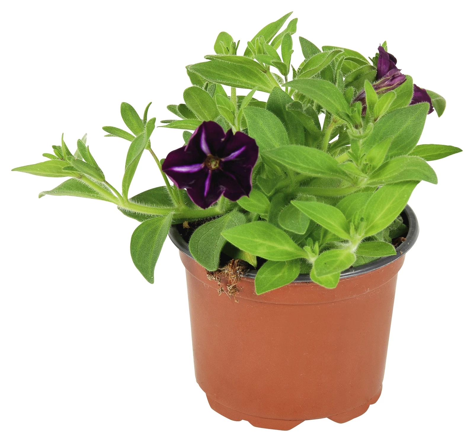 Hängepetunia violett/rot P10,5 cm