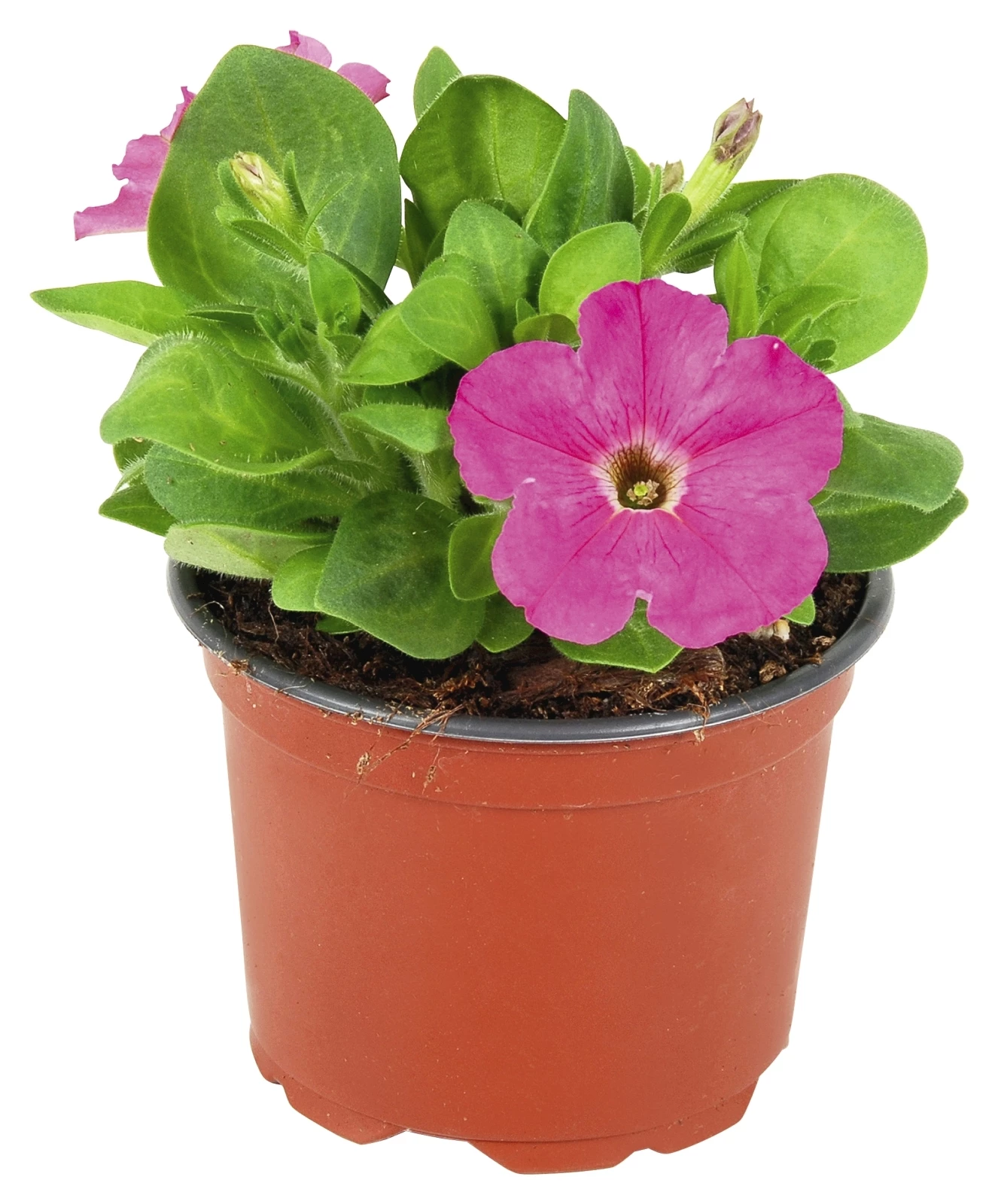 Hängepetunia rosa/pink P10,5 cm