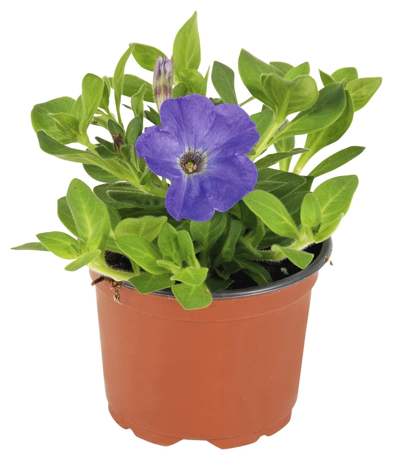 Pétunia susp. bleu P10,5 cm