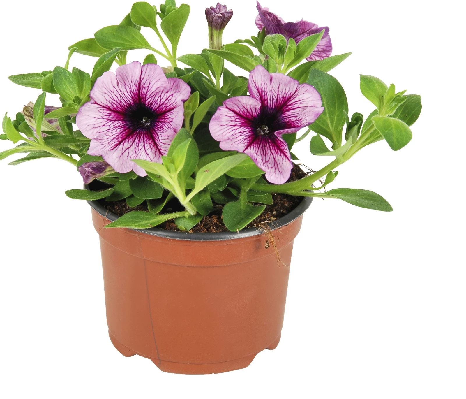 Hängepetunia geadert rosa P10,5 cm