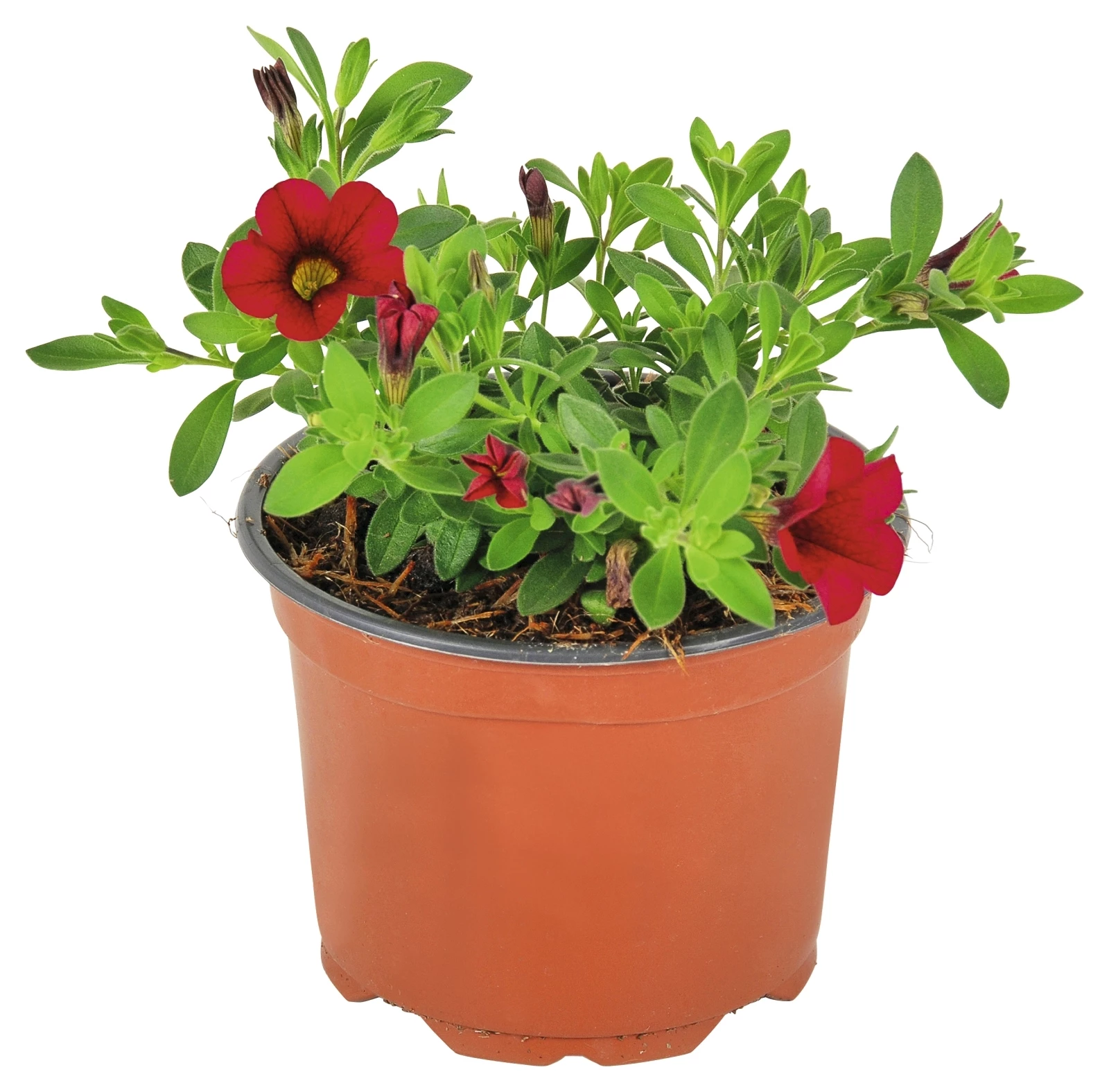 Hängepetunia kleinbl. rot P10,5cm