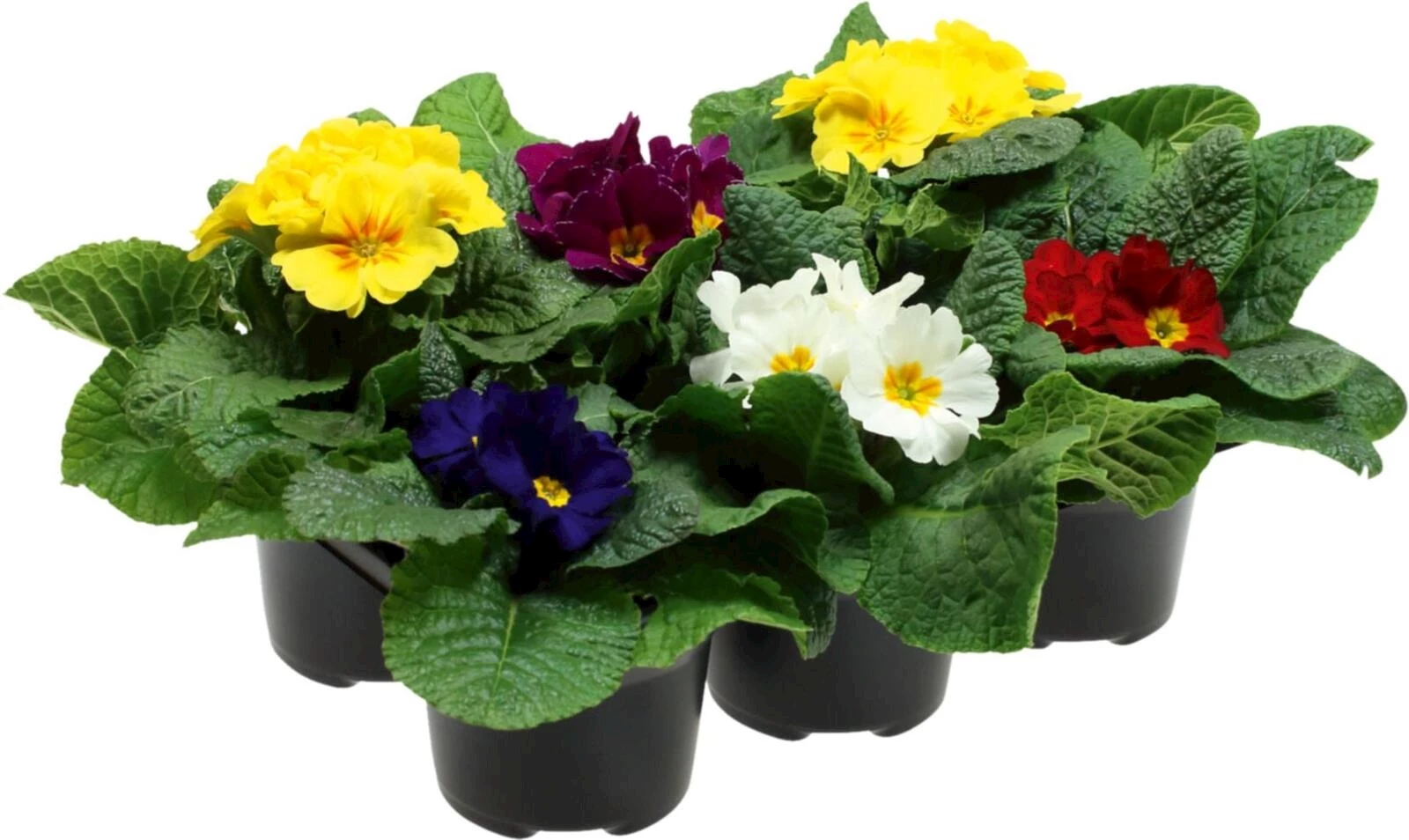 Primula 6er-Set