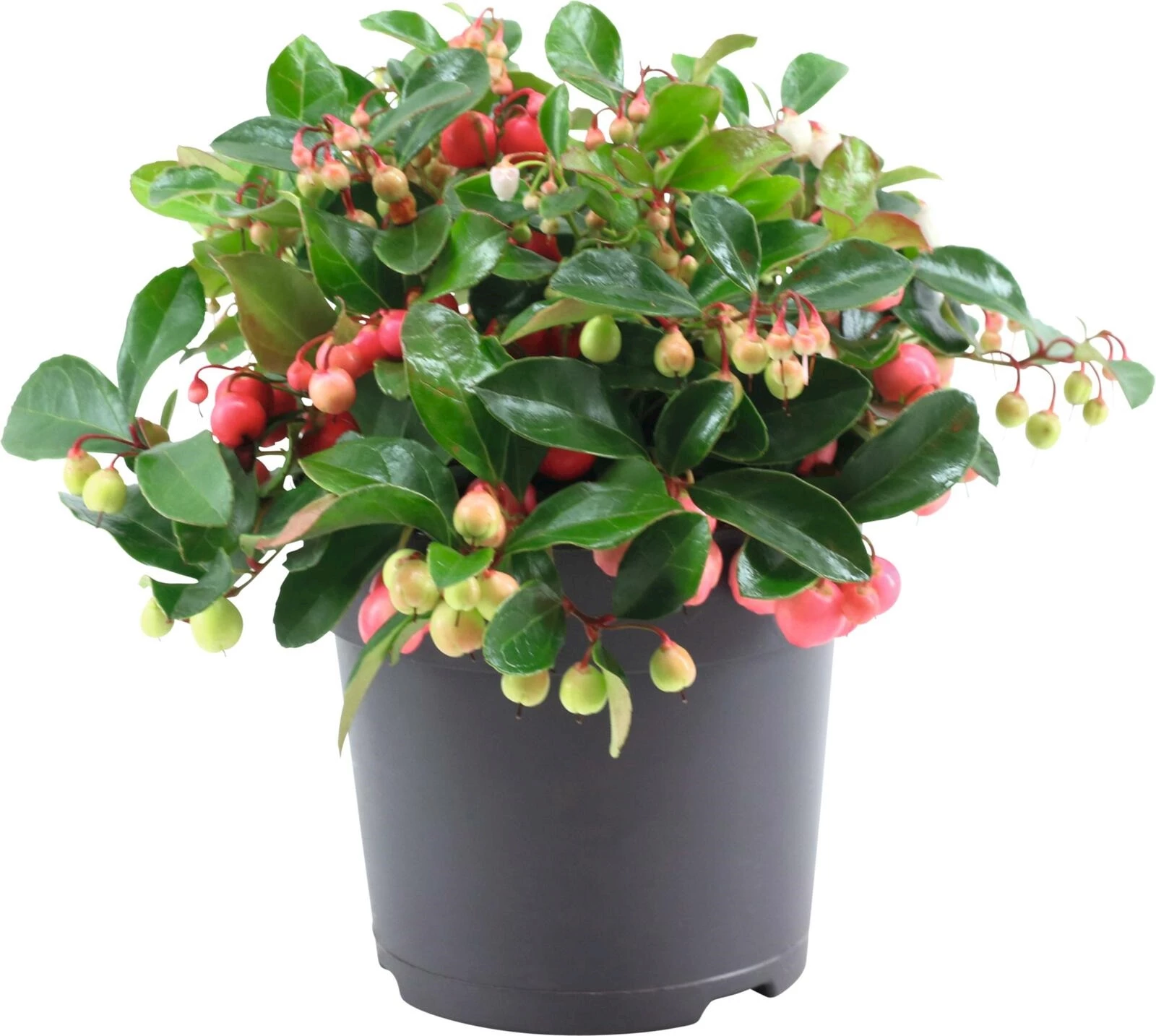 Gaultheria Big Berry P12 cm