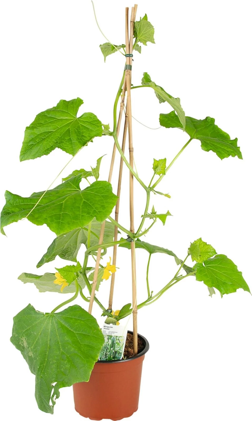 Concombres petit P21 cm