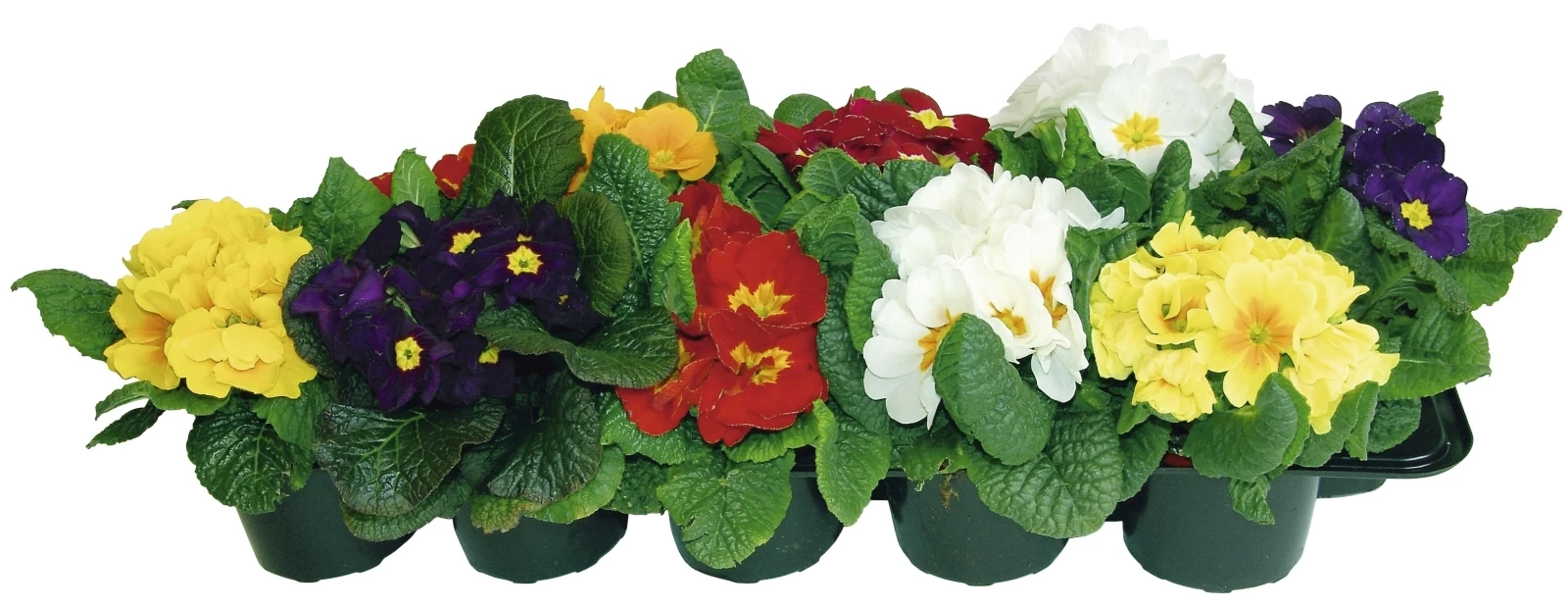 Primula 10er Set P9 cm