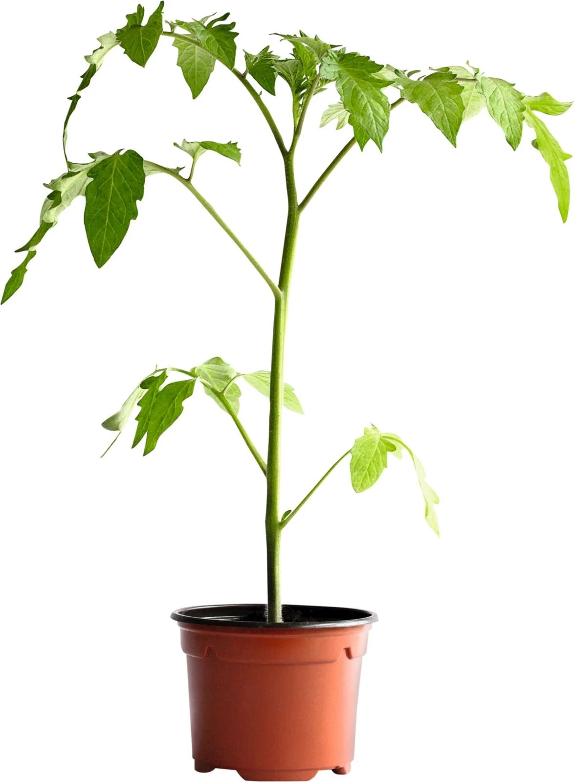 Tomaten Cherry veredelt P10.5 cm kaufen Setzlinge u. Gemüse LANDI