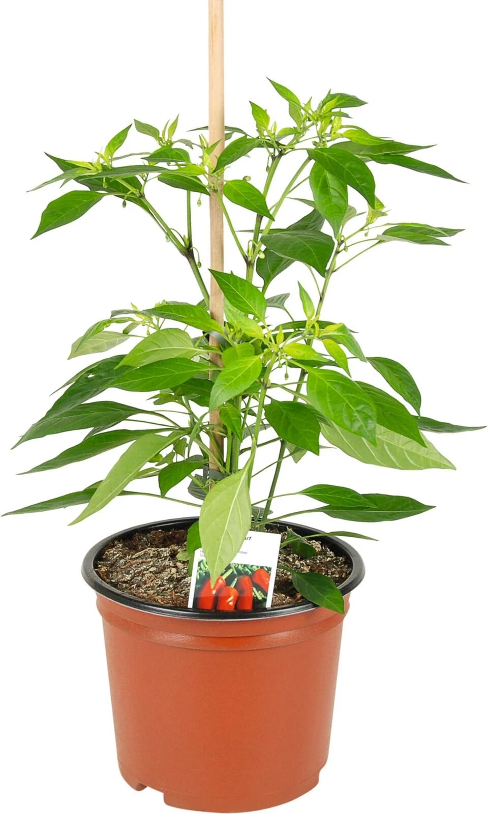 Poivron en pot P21 cm