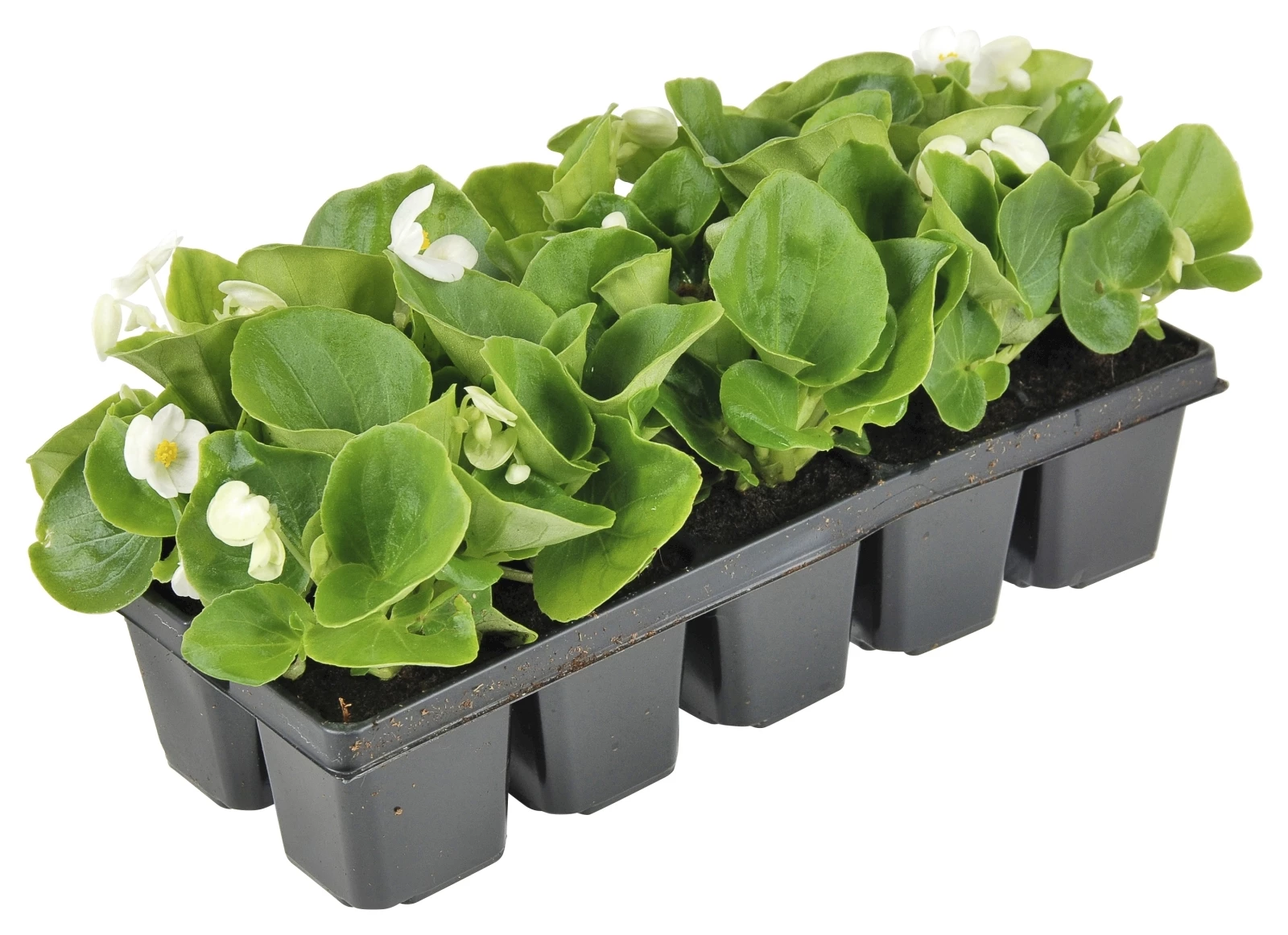 Begonia weiss 10er Schale