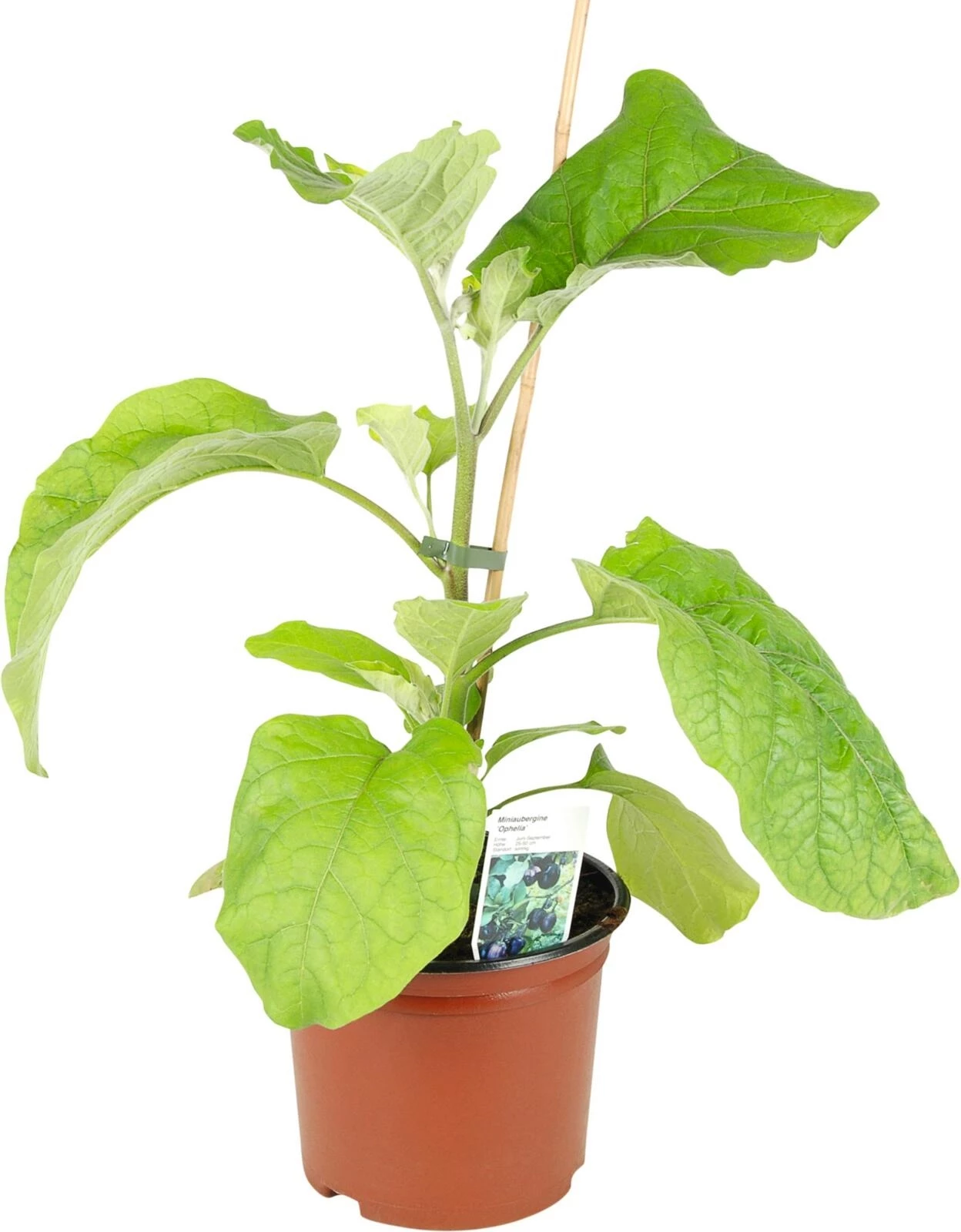 Auberginen mini i.Topf P21 cm