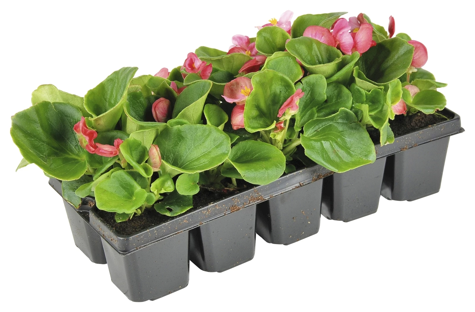 Begonia rosa 10er Schale