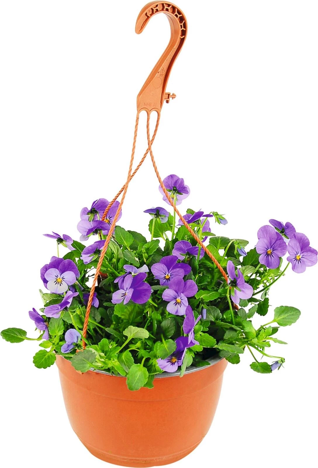 Viola Cornuta Ampel P19 cm