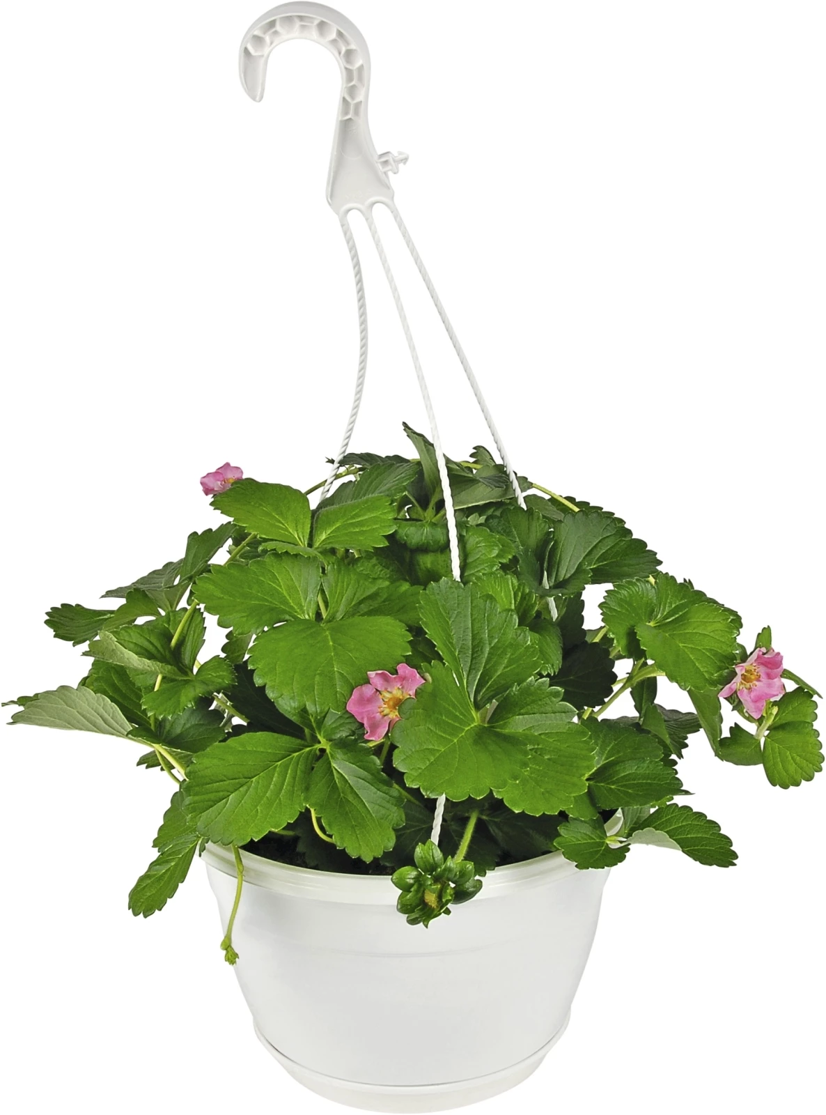 Erdbeeren Ampel  P25 cm