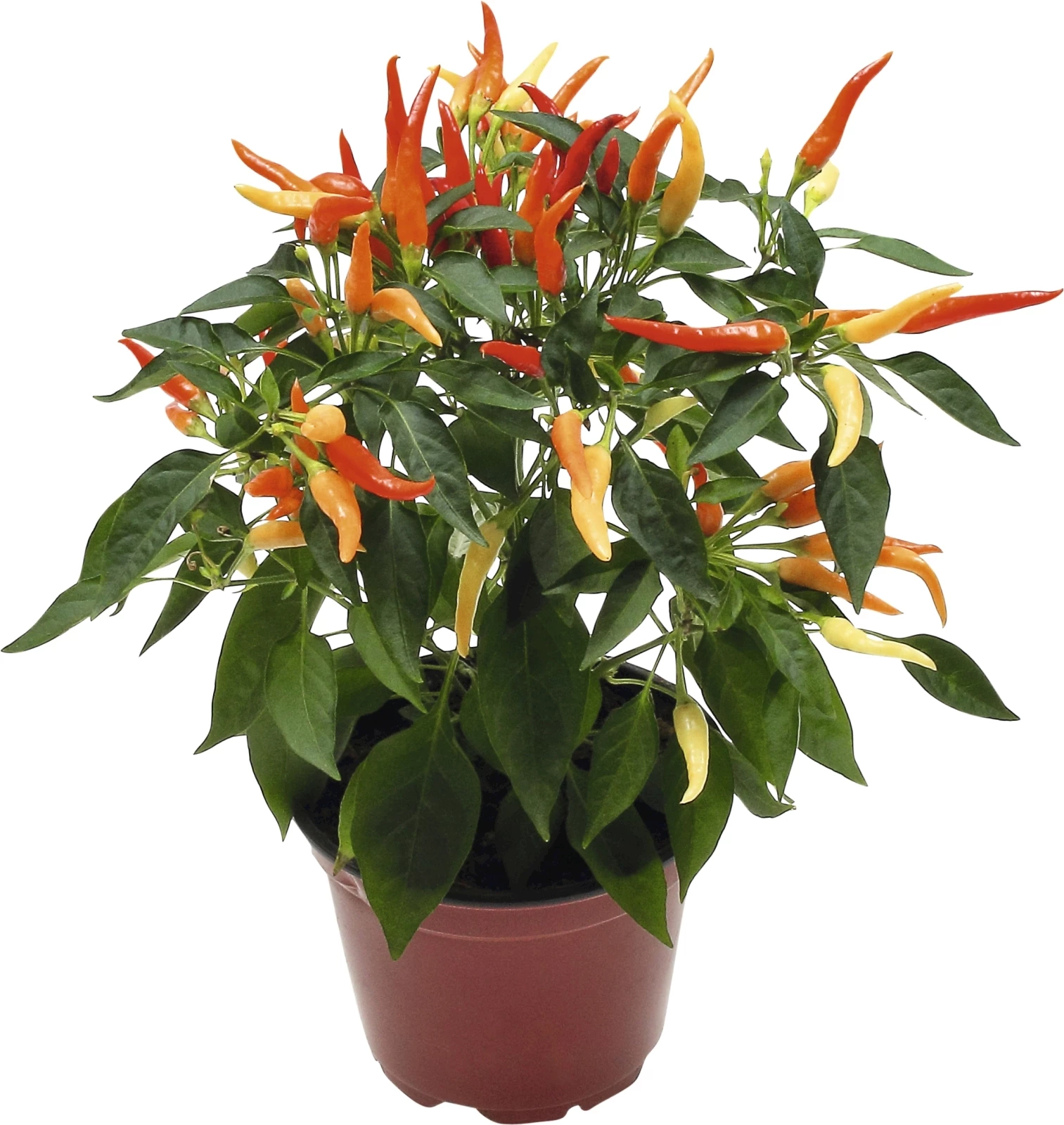 Piments de dégustation P12 cm