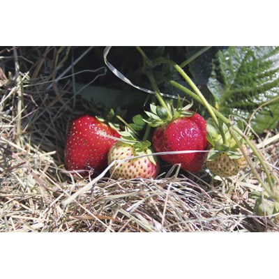 Erdbeeren Schweizerherz 6er Set P8 cm