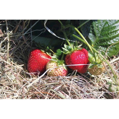 Erdbeeren Schweizerherz 6er Set P8 cm kaufen - Obst u. Beeren - LANDI