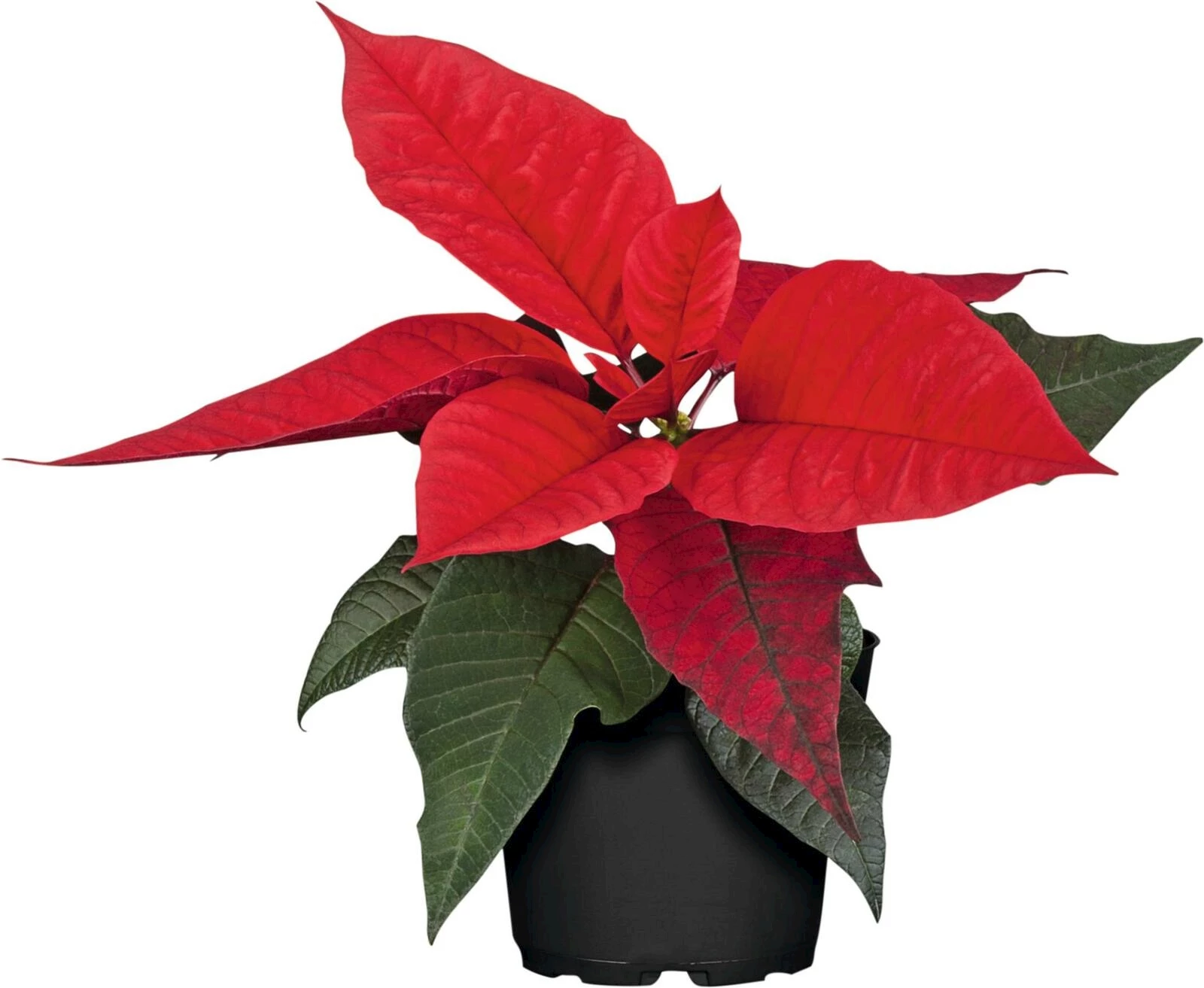 Etoile d'hiver mini P6 cm