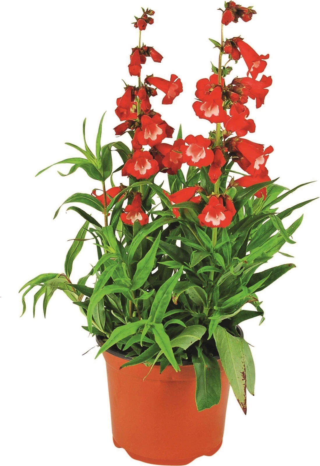 Sommerstauden P19 cm