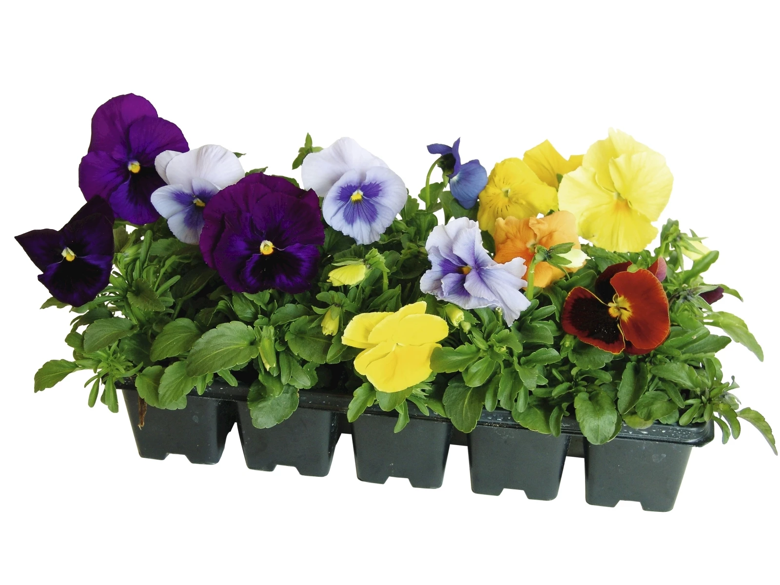 Pensee Auge gelb 10er Schale