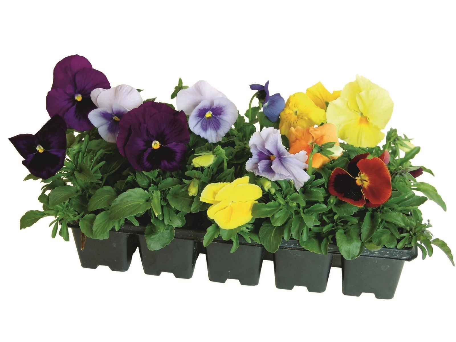 Pensee Auge rot 10er Schale