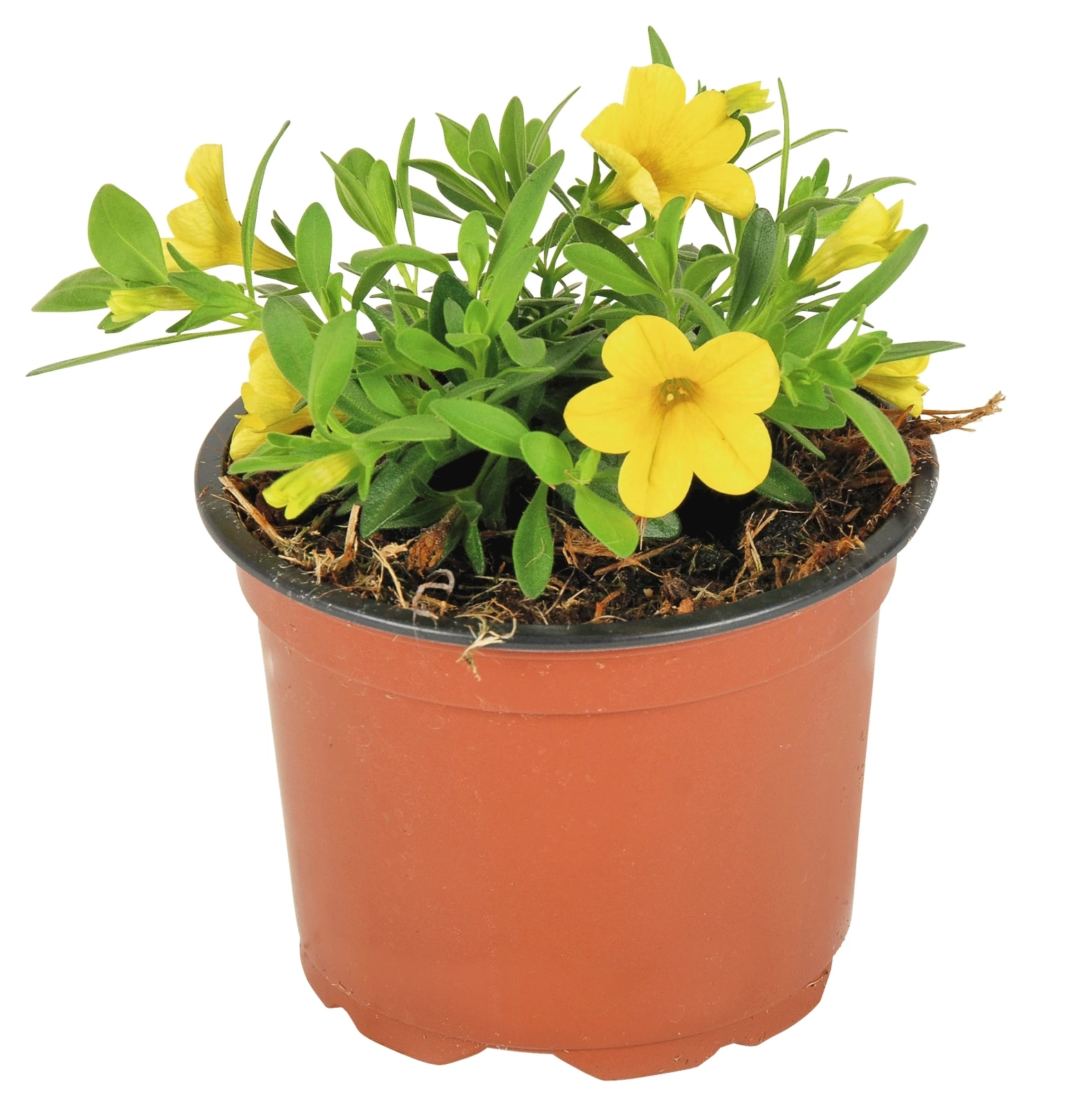 Hängepetunia kleinblumig gelb P10.5 cm