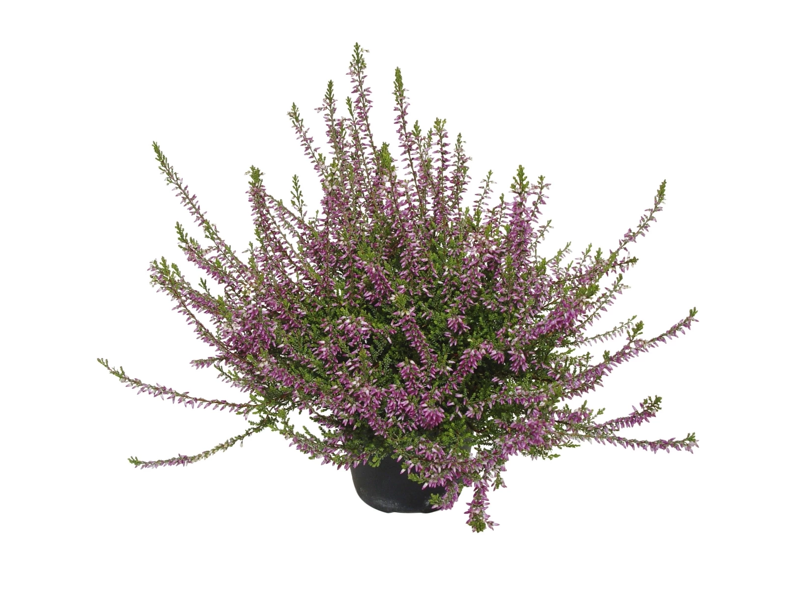 Calluna mittel (Besenheide)P10 cm kaufen - Einjährige Beet- u ...