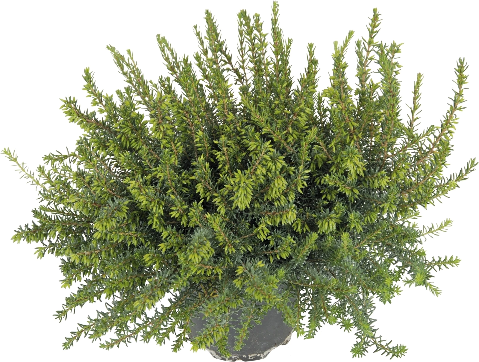 Erica carnea knospig P11 cm