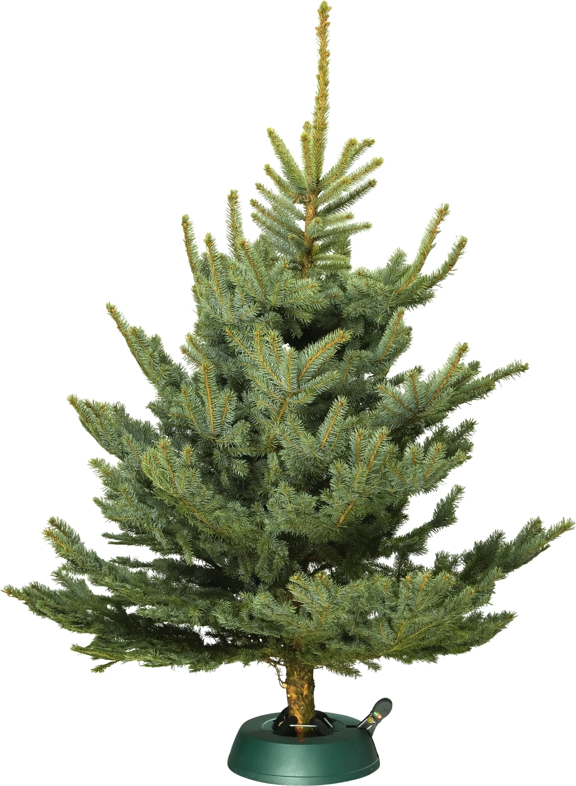 Blautanne 120180cm kaufen Weihnachtsbäume LANDI