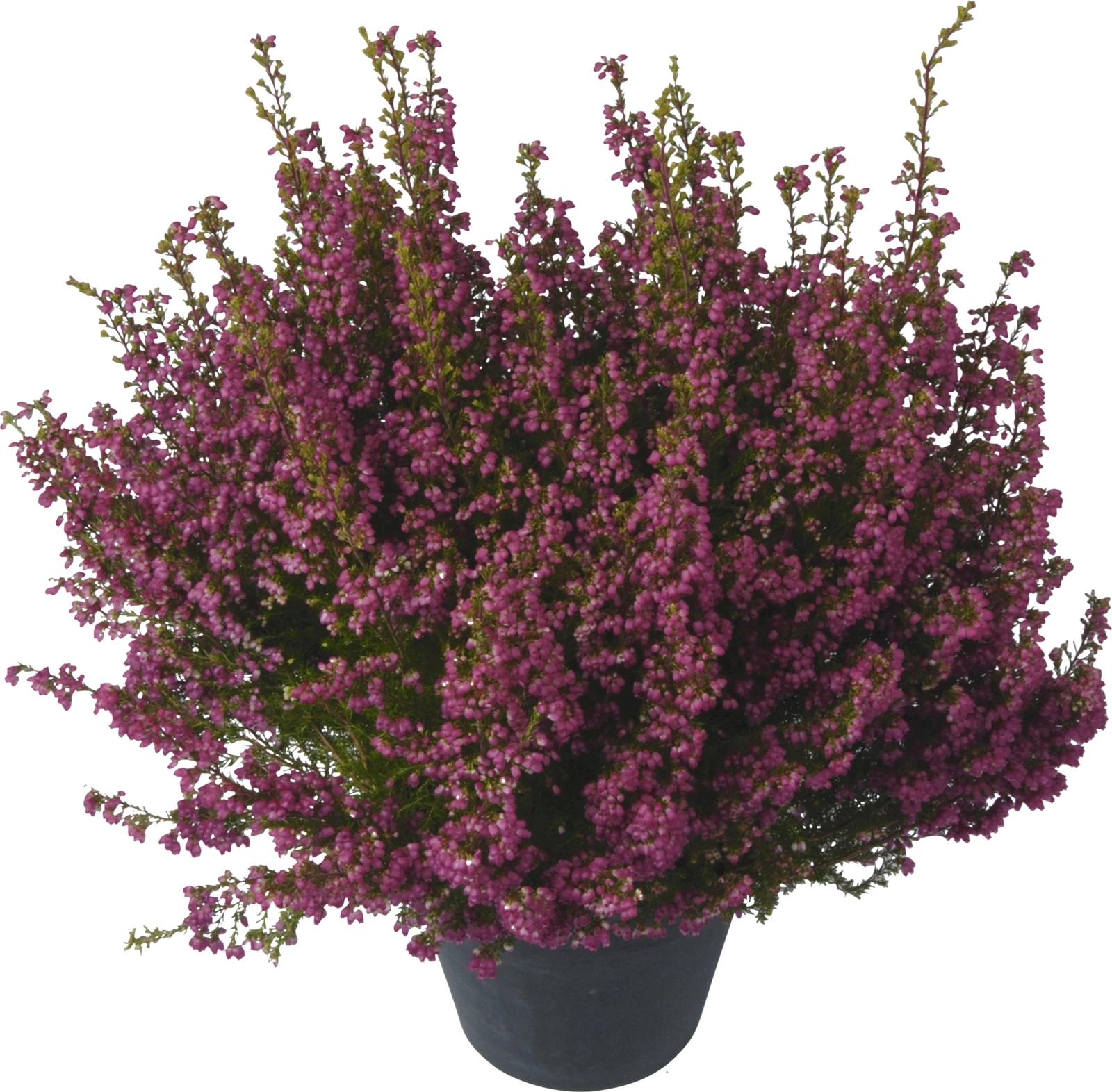 Erika Gracilis gross P13 cm kaufen Einjährige Beet u. Balkonpflanzen