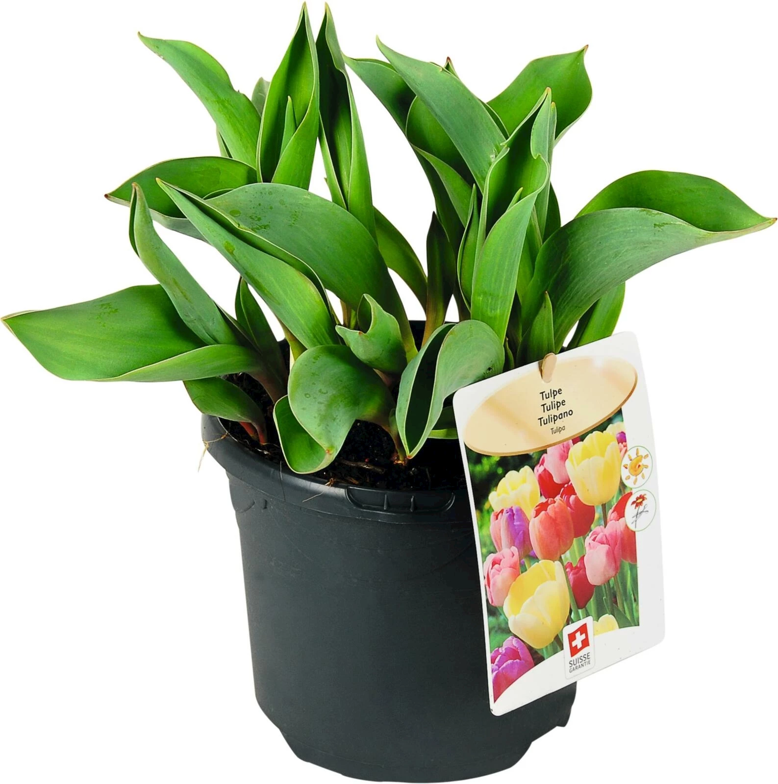 Tulipes mix couleurs P19 cm