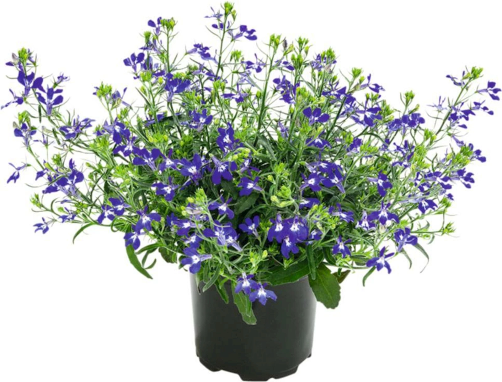 Lobelia richardii P10,5 cm