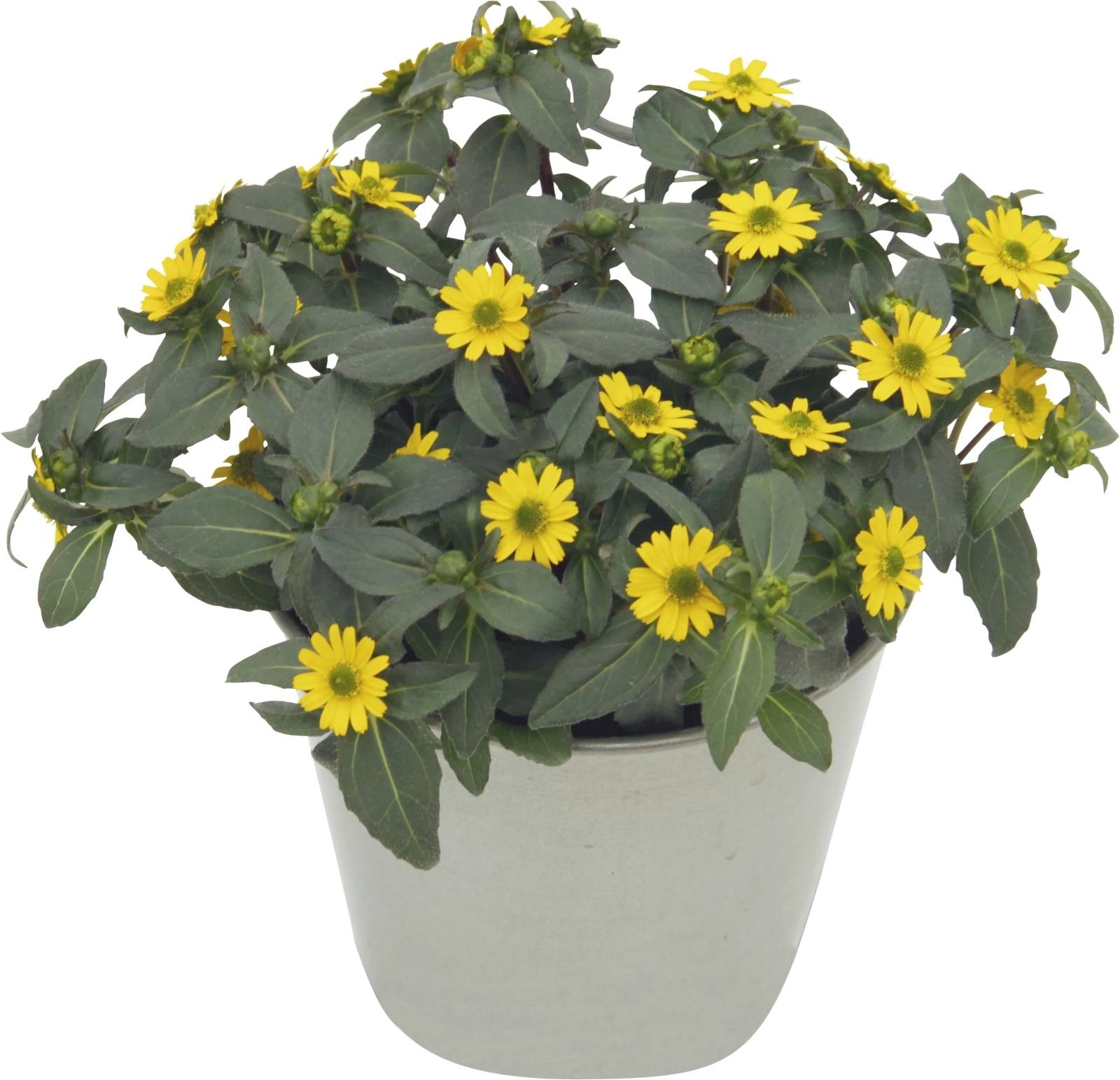 Sanvitalia Aztekengold P10,5 cm