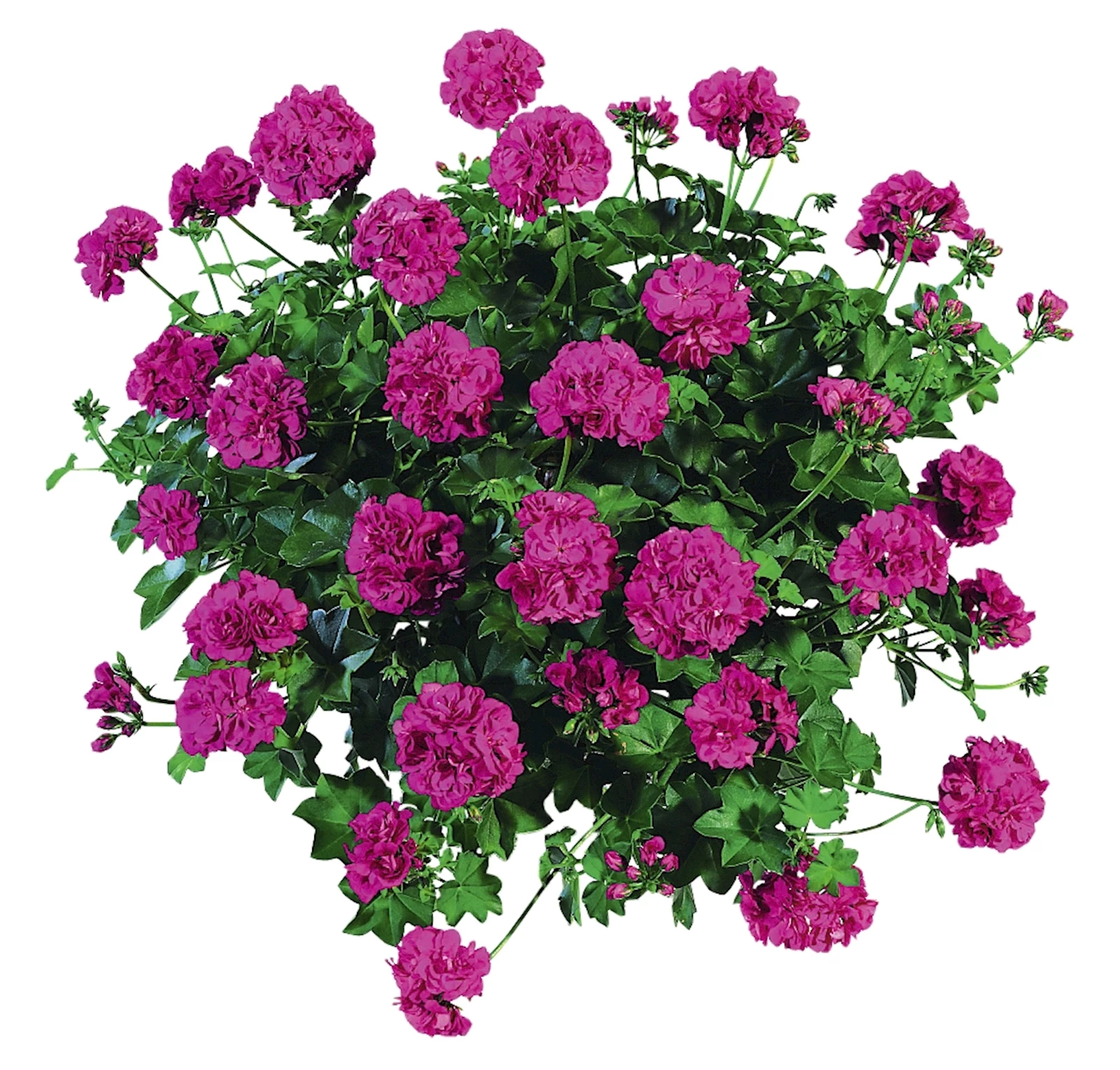 Geranium Hänger lila gefüllt P12 cm