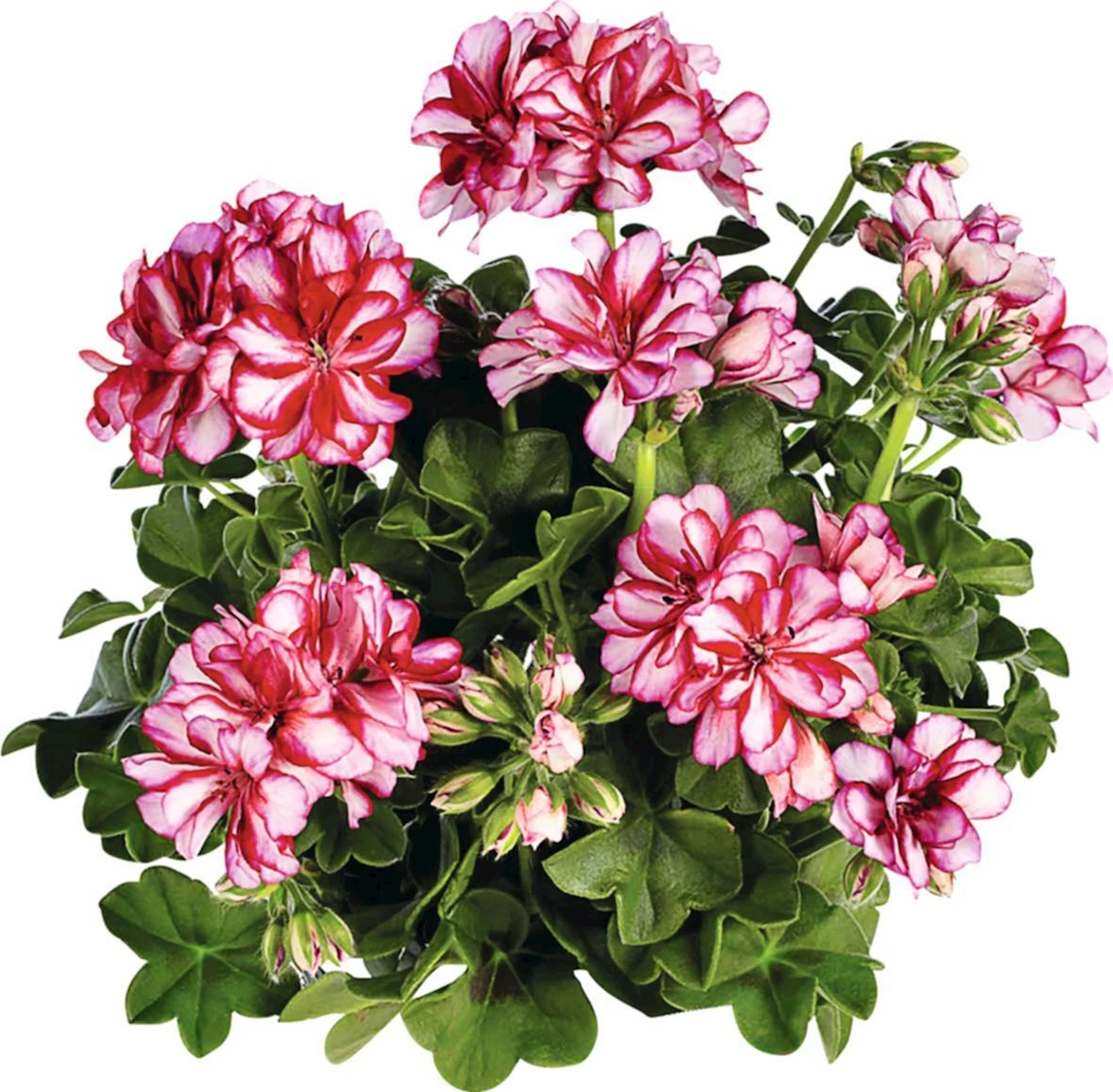 Geranien Hänger rot/weiss gef. P12 cm