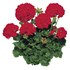 Géranium zon. rouge rempli P12 cm