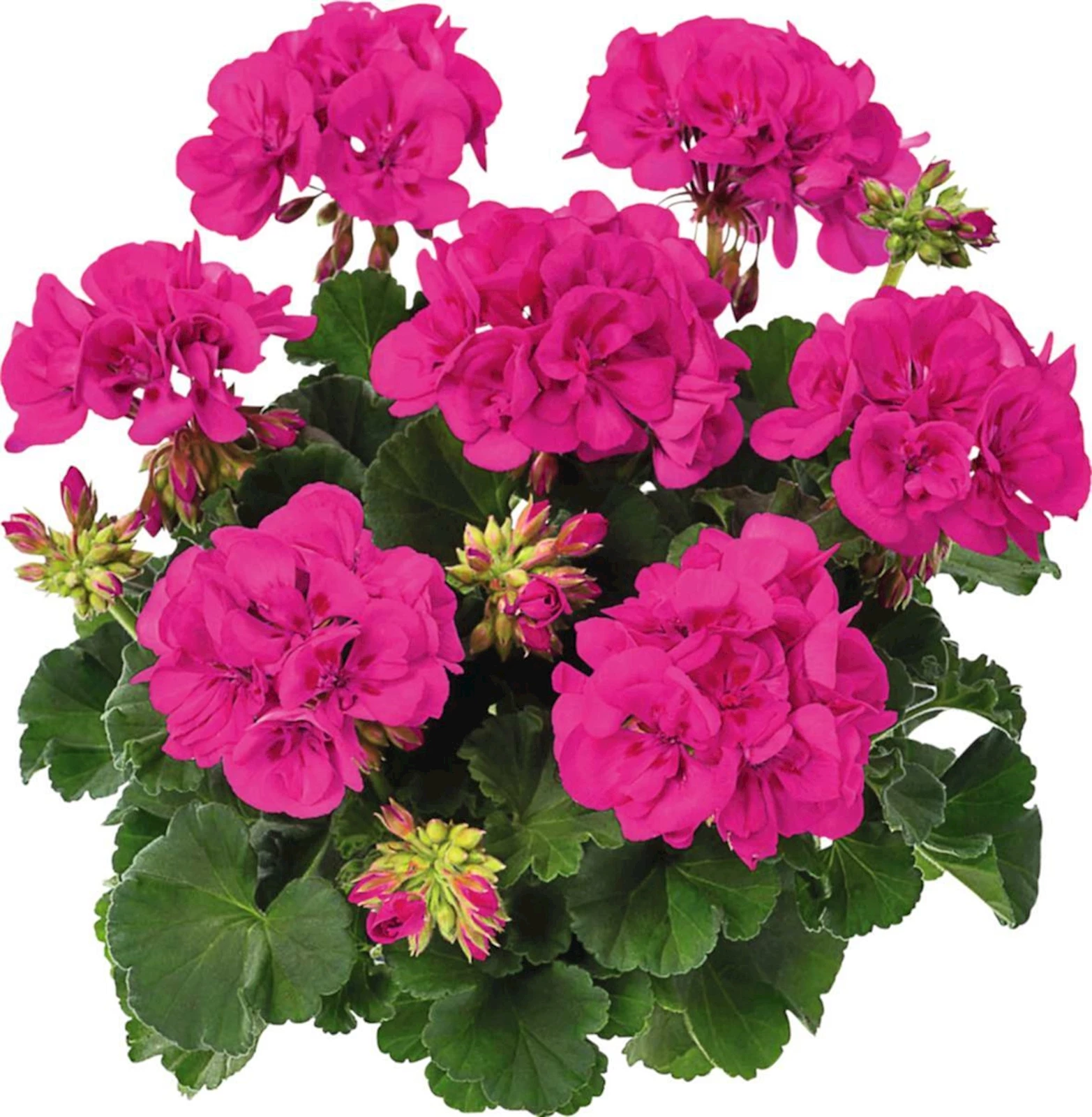 Géranim zonale lila/violet P12 cm