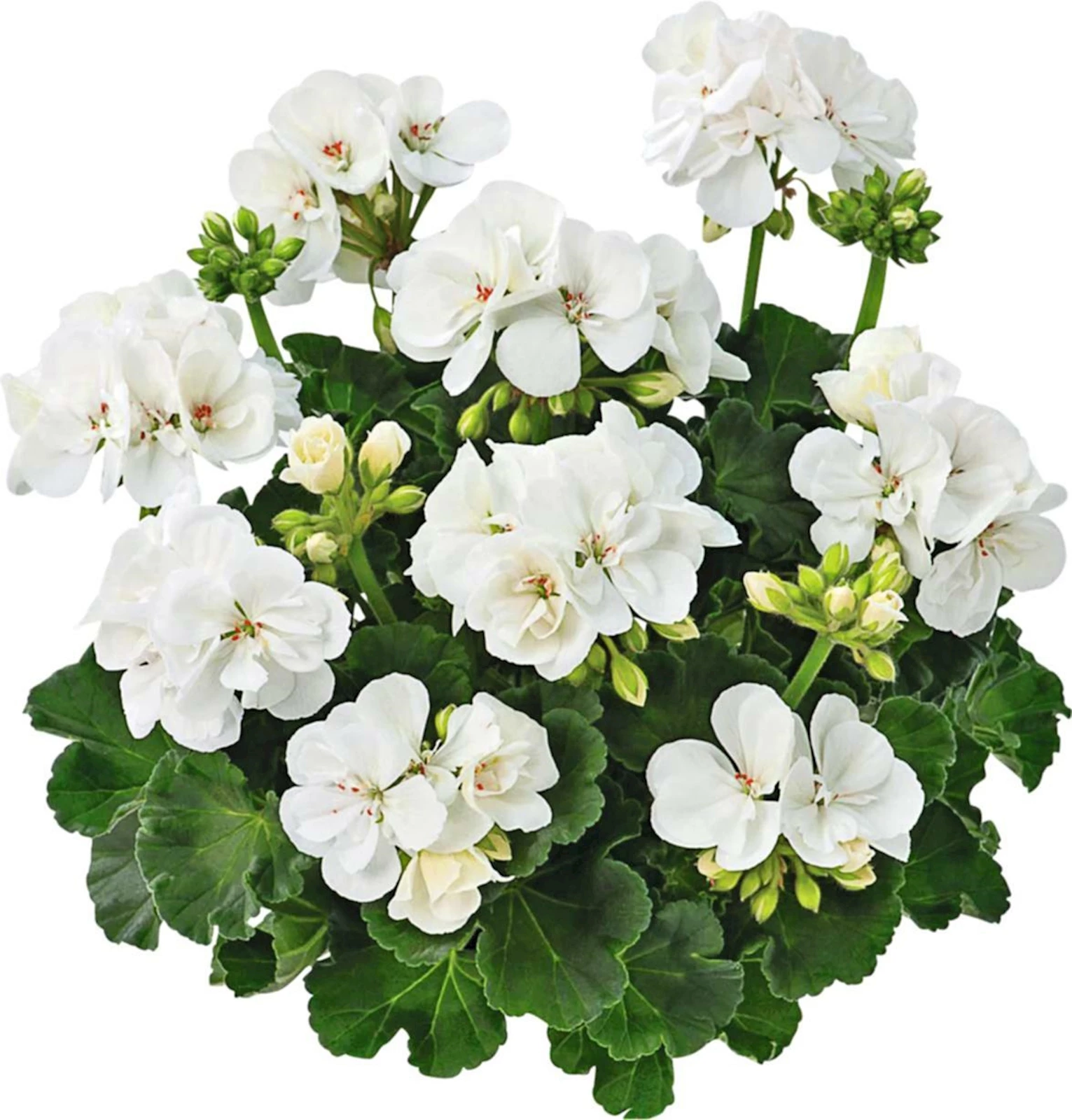 Geranien Steher weiss gefüllt P12 cm kaufen Einjährige Beet u