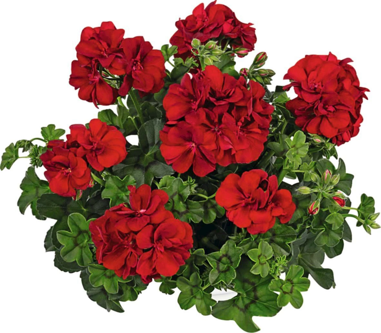 Géranium lierre rouge f. double P12 cm