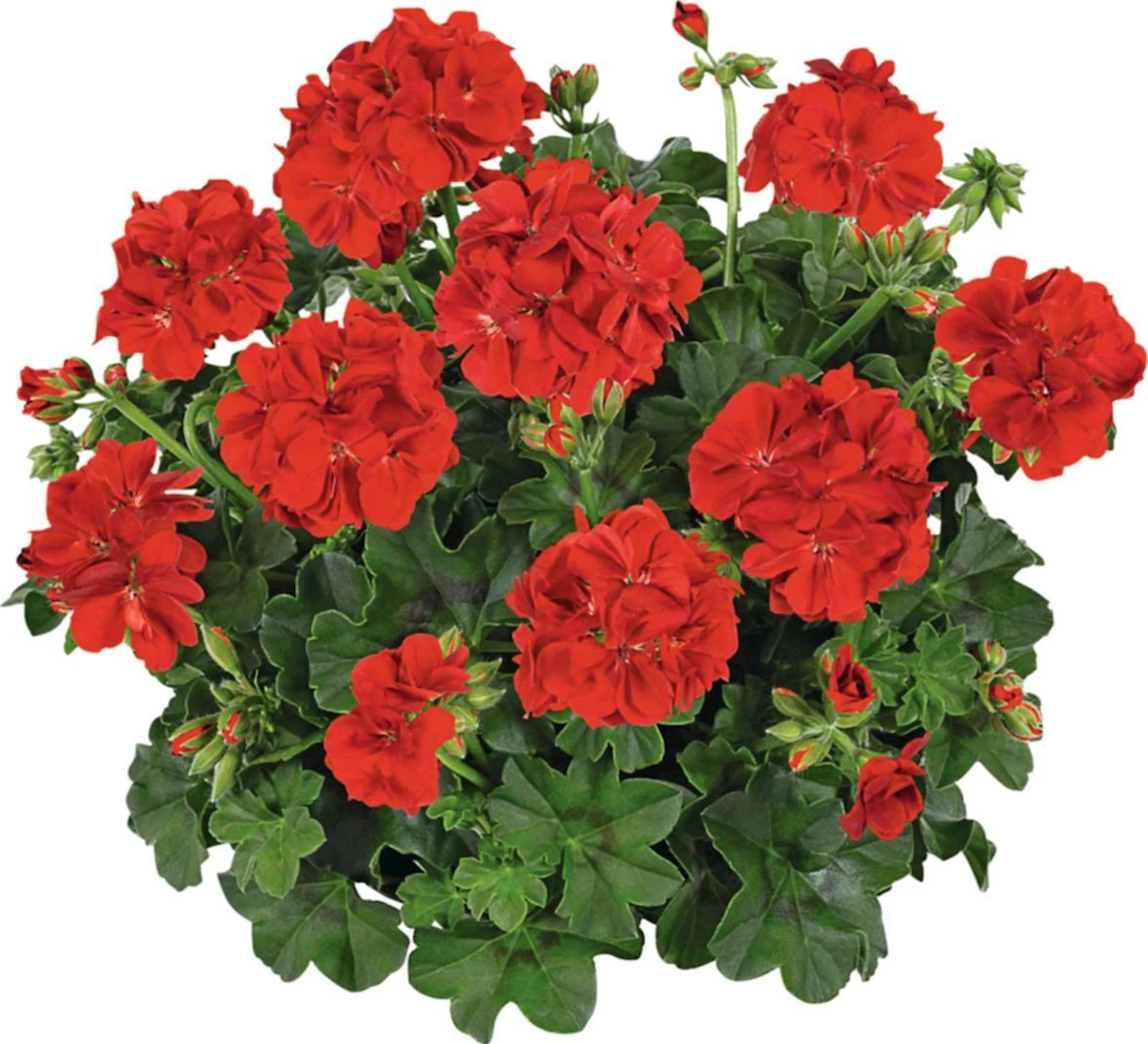 Geranien Hänger rot gefüllt P12 cm