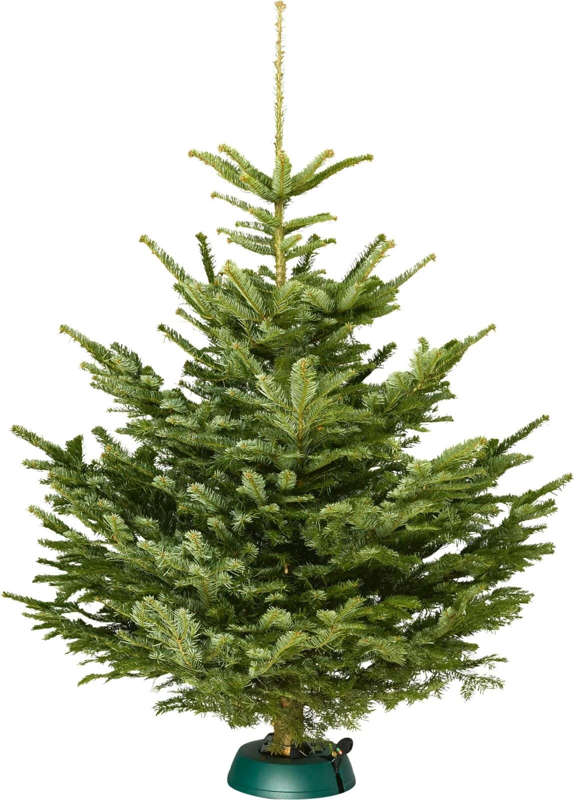 Nordmanntanne 120-160 cm