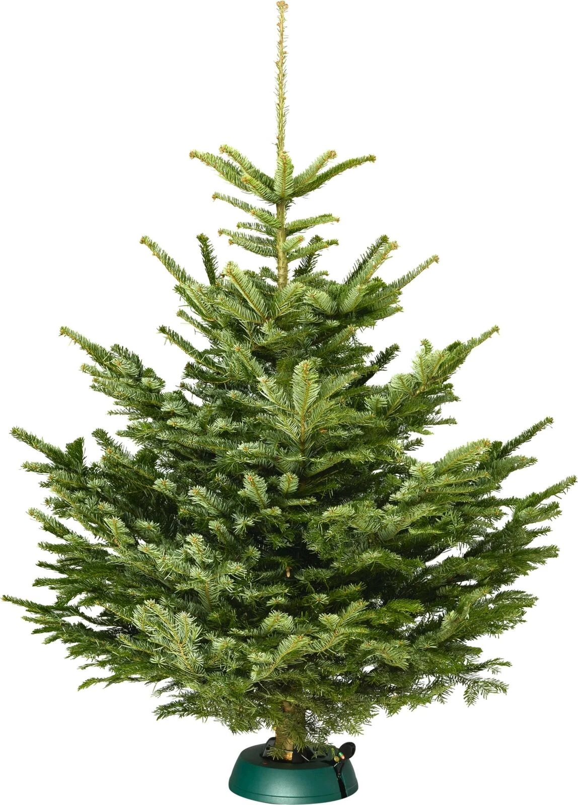 Nordmanntanne 160-200 cm