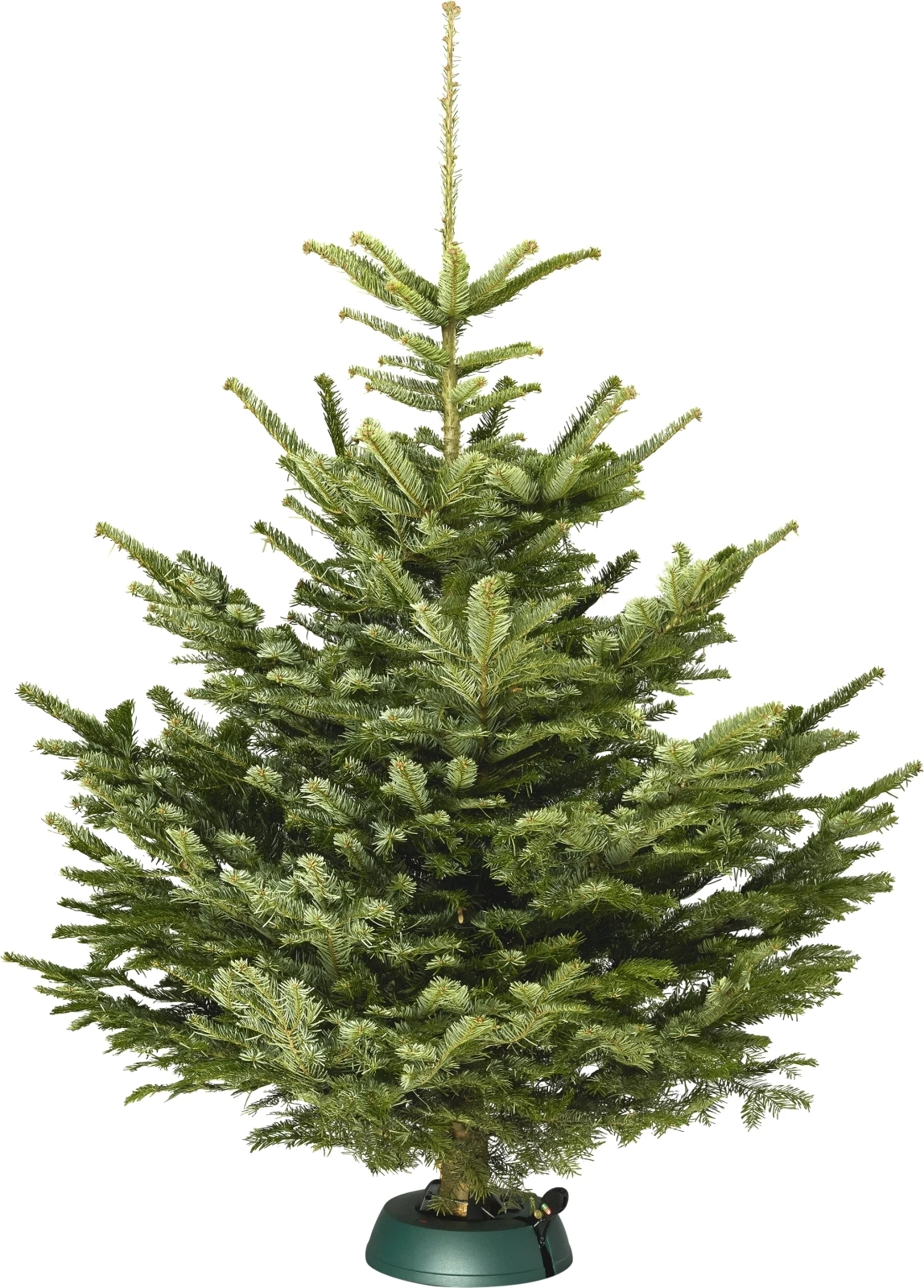 Nordmanntanne 200-230cm