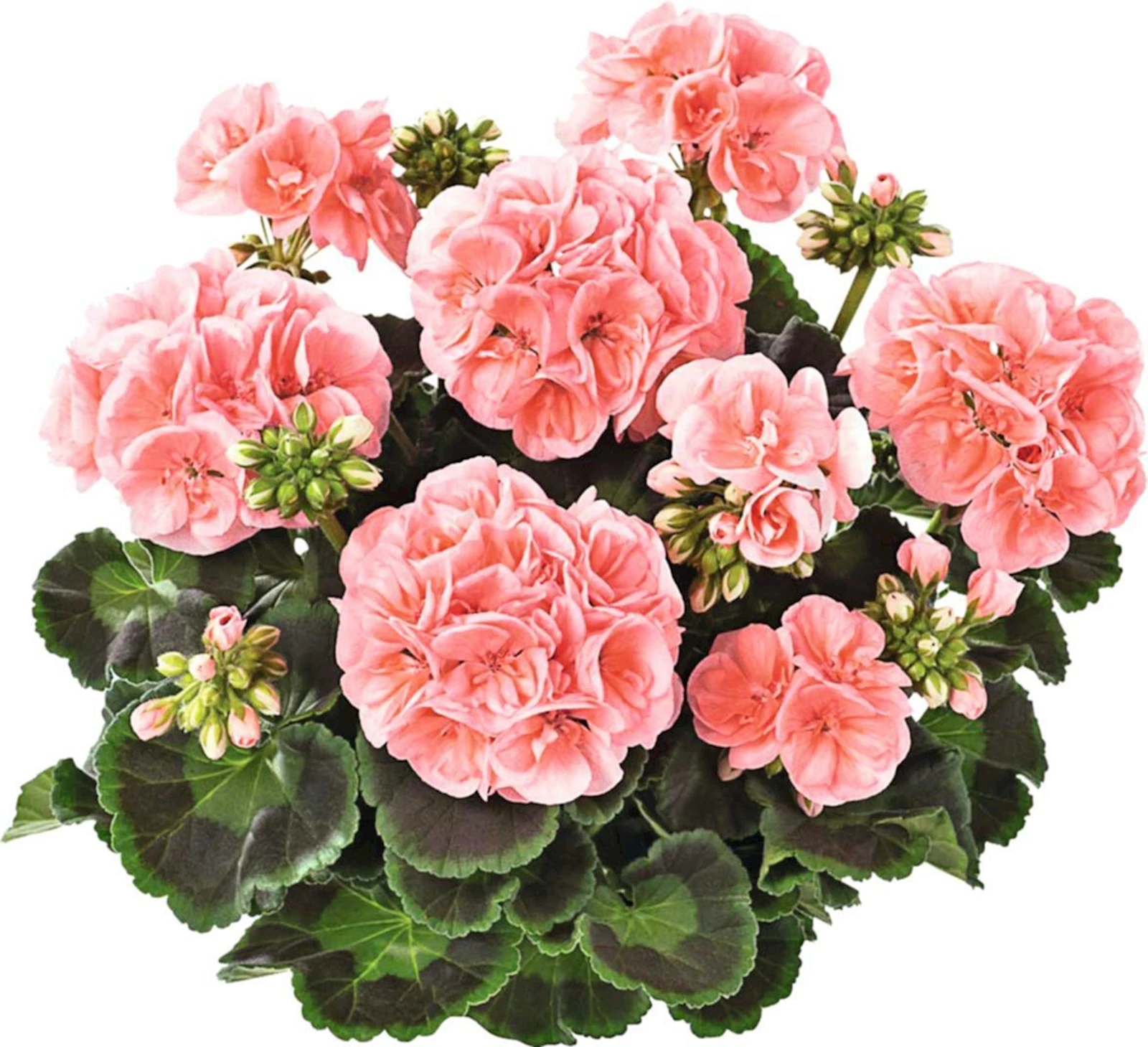 Geranien Steher r./p. gefüllt P12 cm