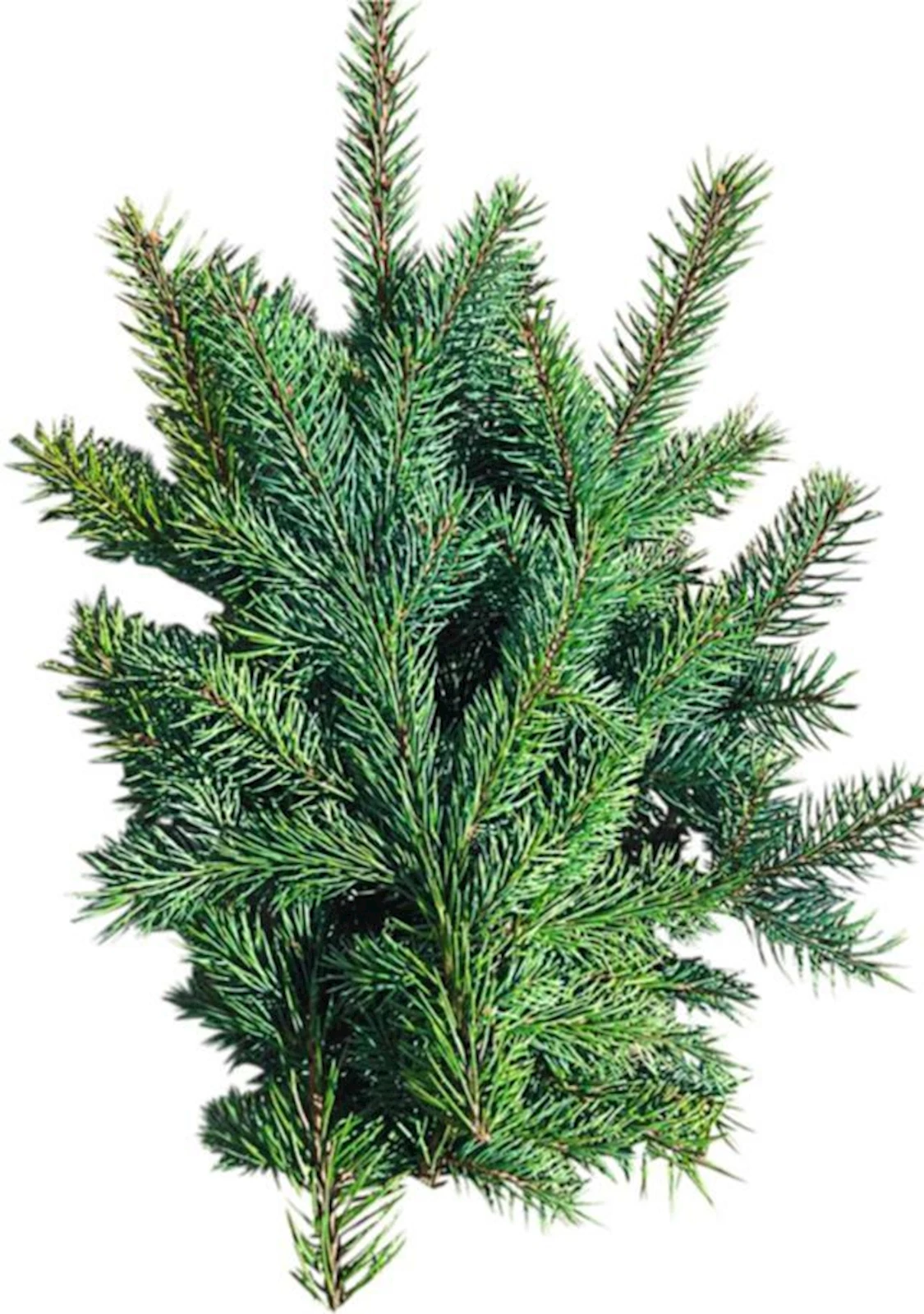 Blautannenzweige 500gr.