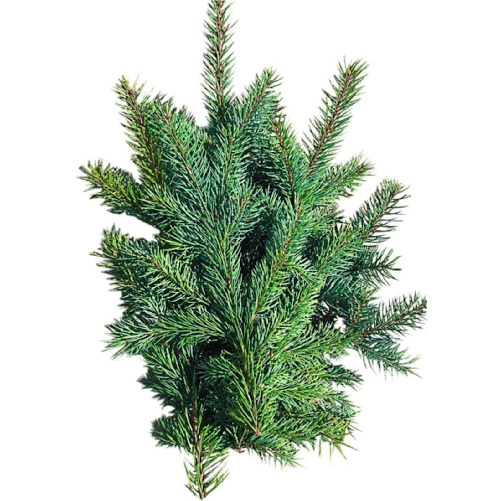 Blautannenzweige 500gr. kaufen - Weihnachtsbäume