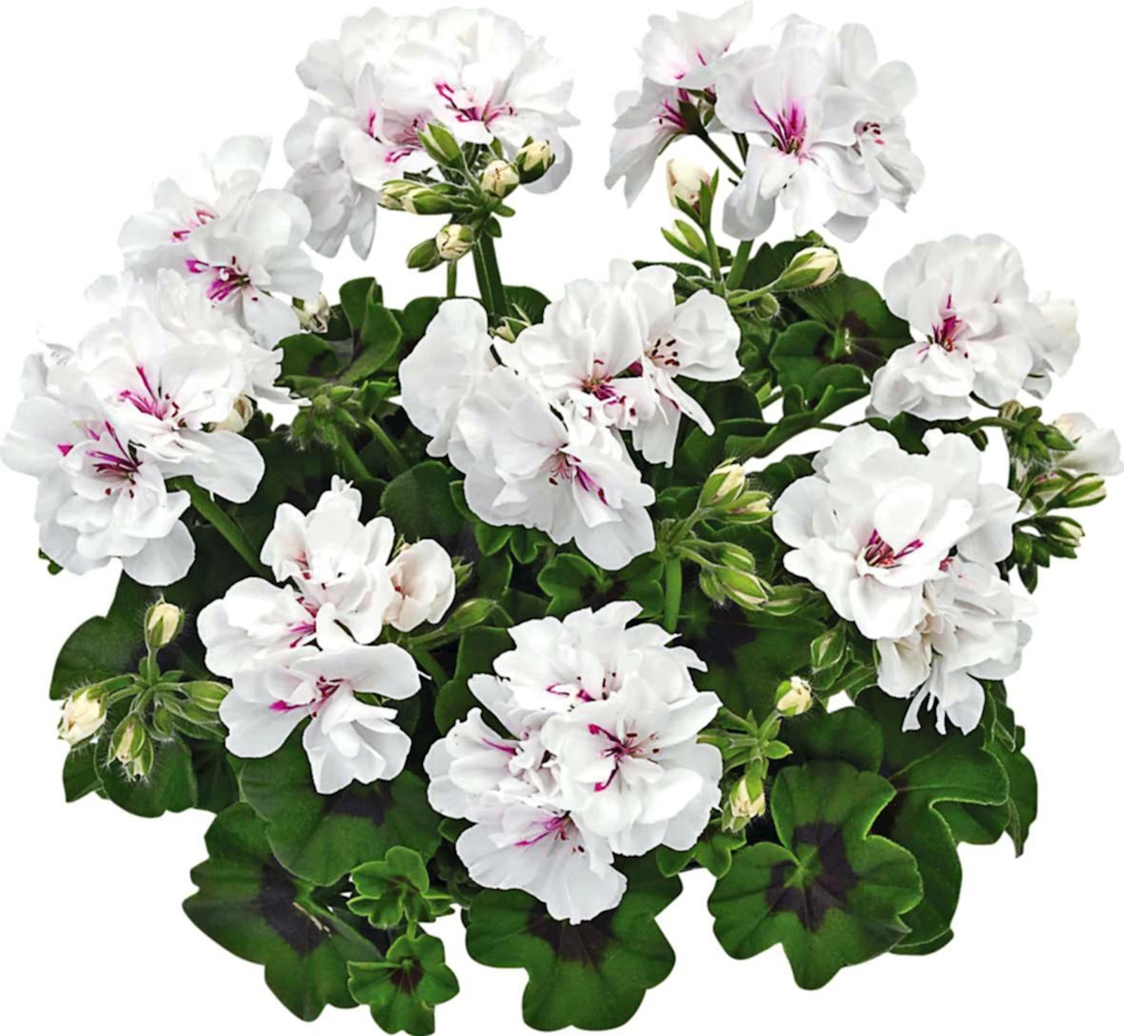 Géranium lierre blanc double P12 cm