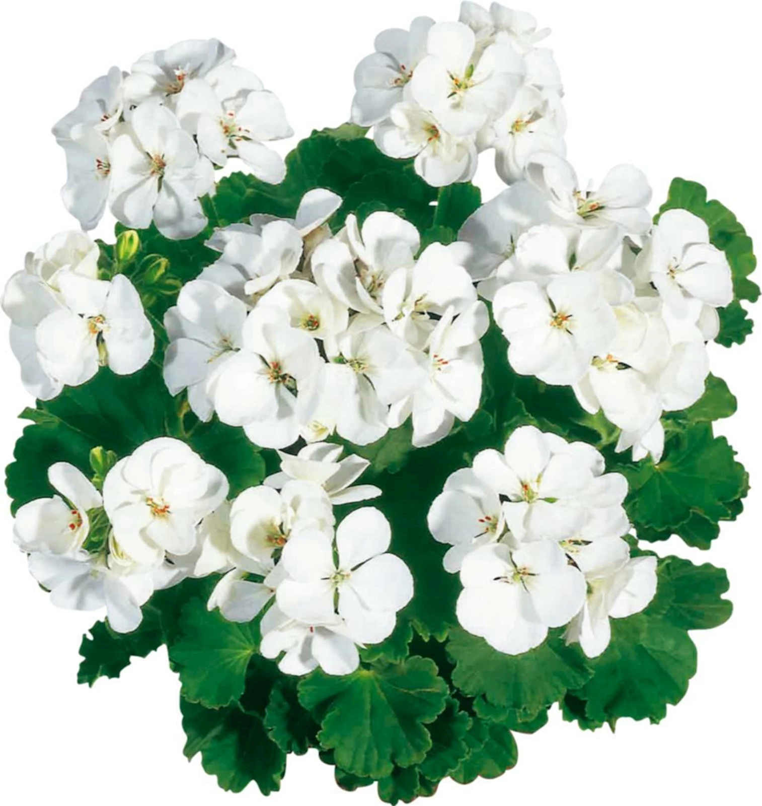 Geranien Steher weiss m. rosa Auge gef.